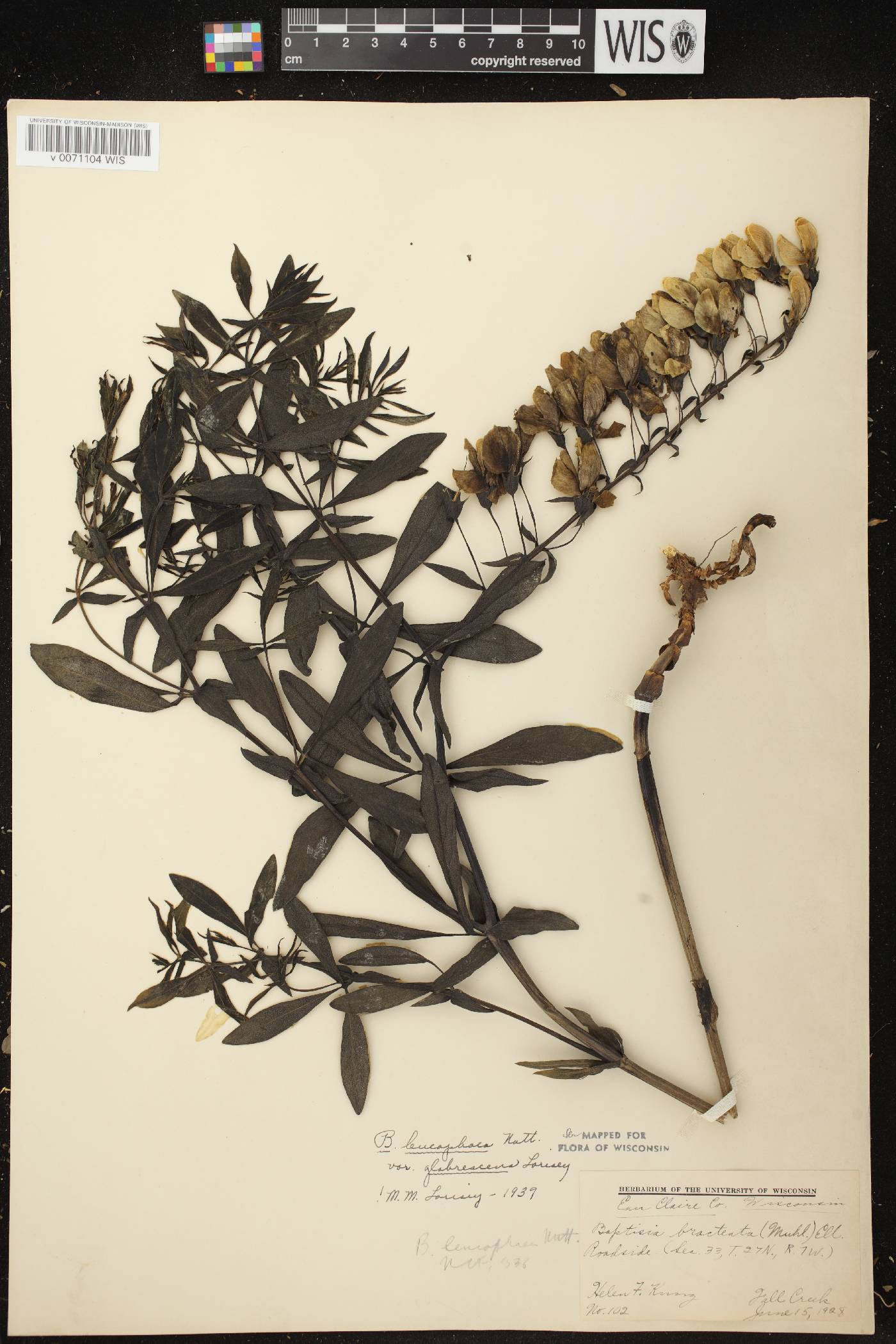 Baptisia leucophaea image