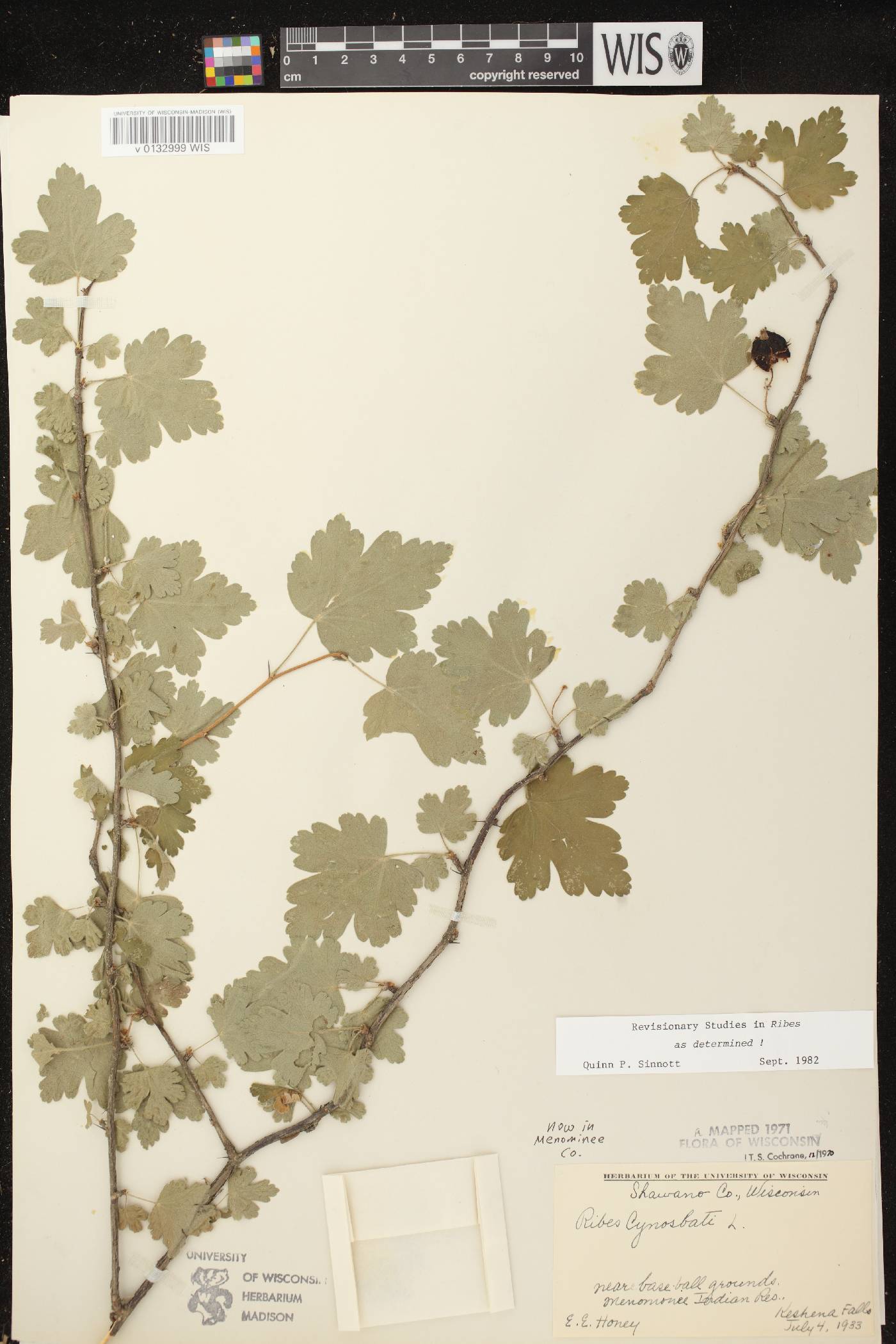 Ribes cynosbati image