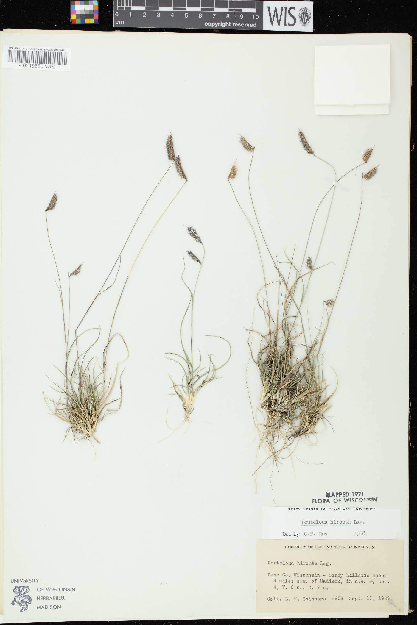 Bouteloua hirsuta image