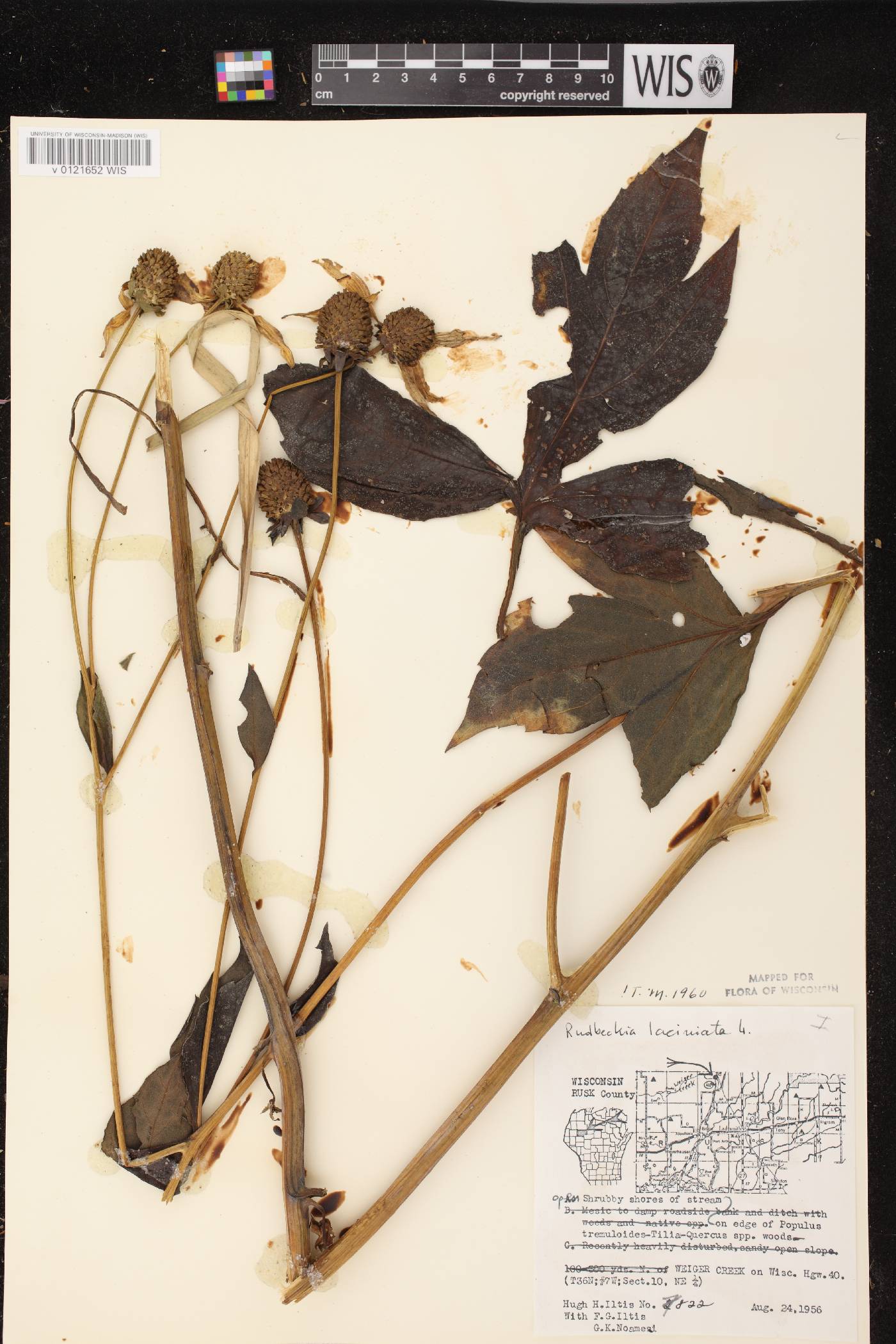 Rudbeckia laciniata image