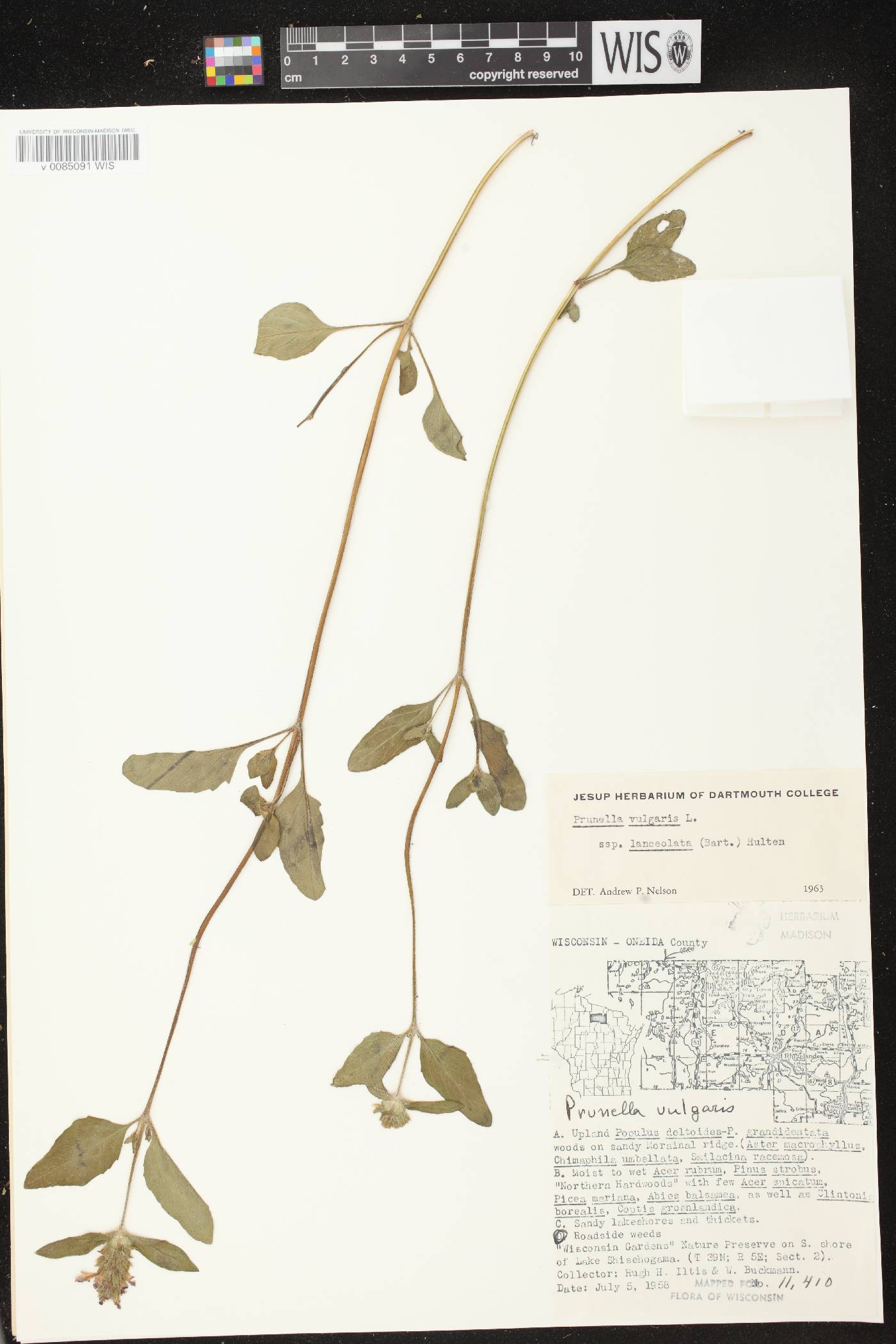 Prunella vulgaris subsp. lanceolata image