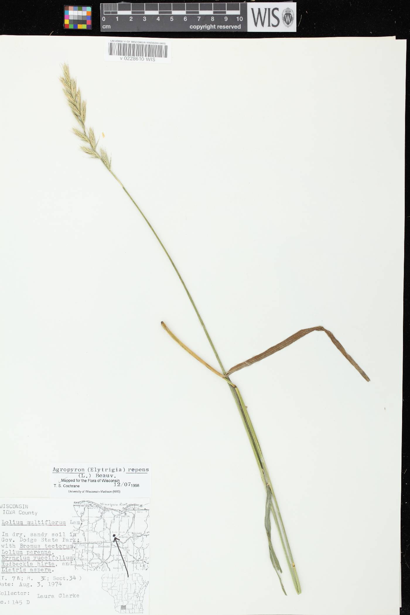 Elymus repens image