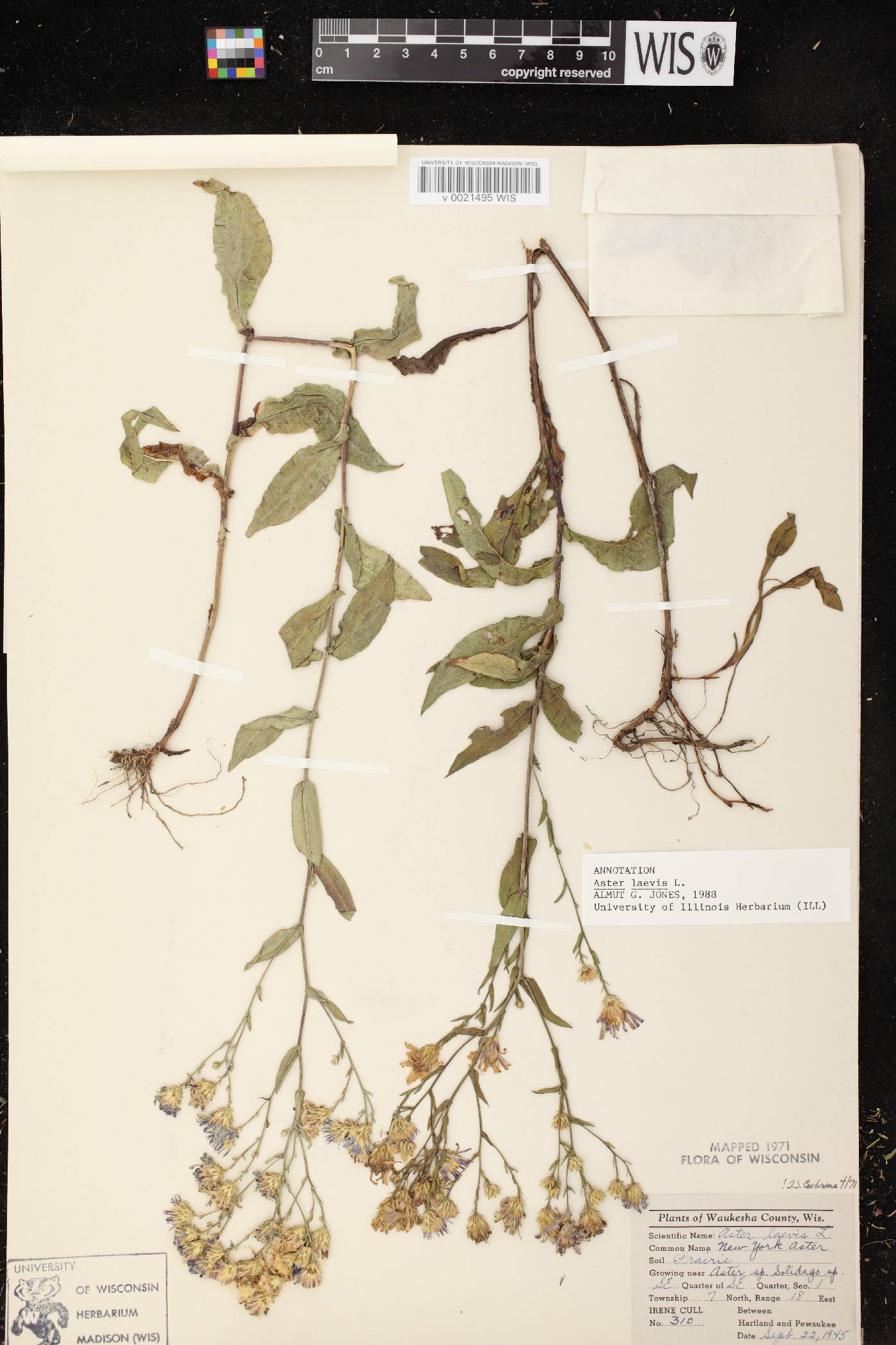 Symphyotrichum laeve image