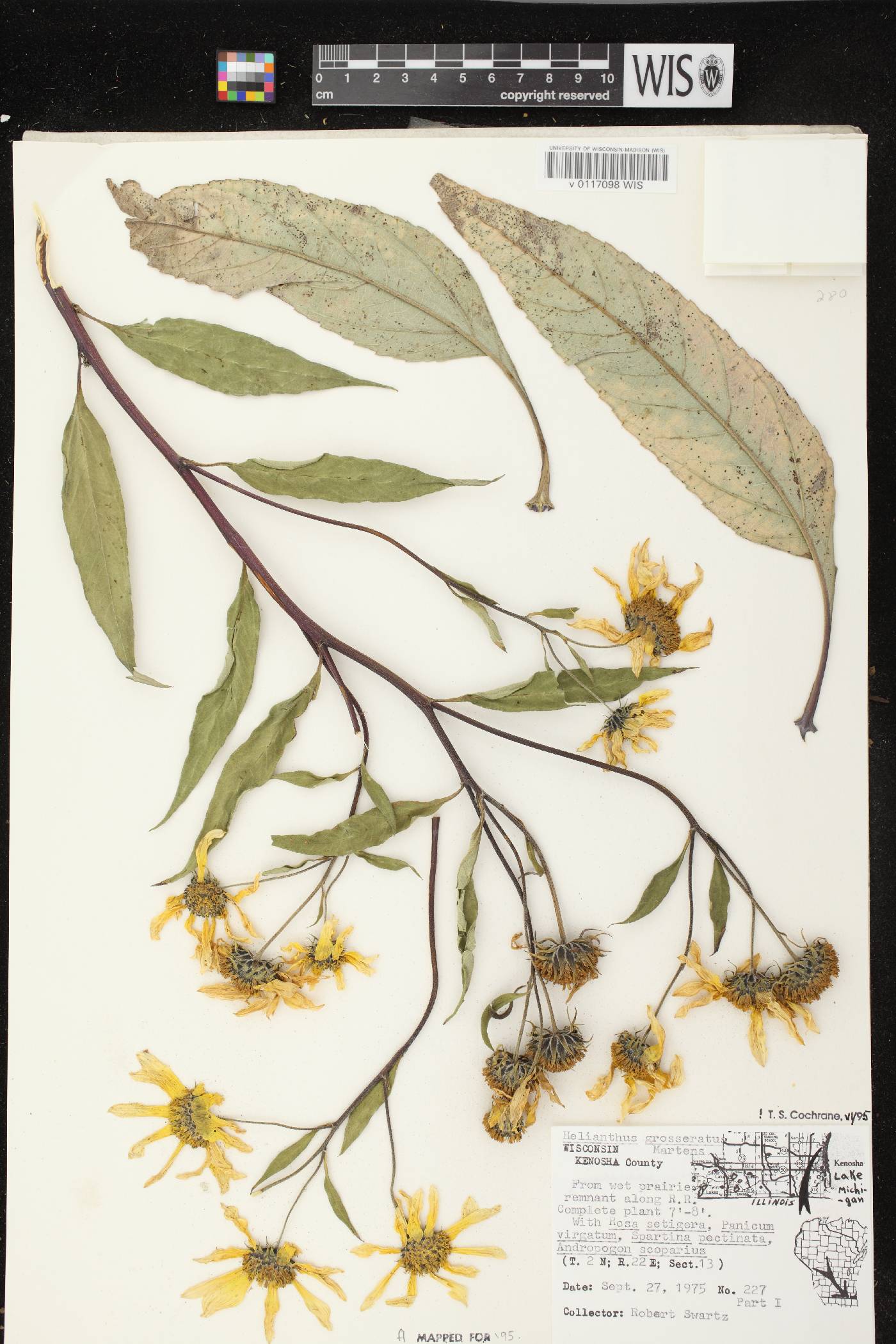 Helianthus grosseserratus image