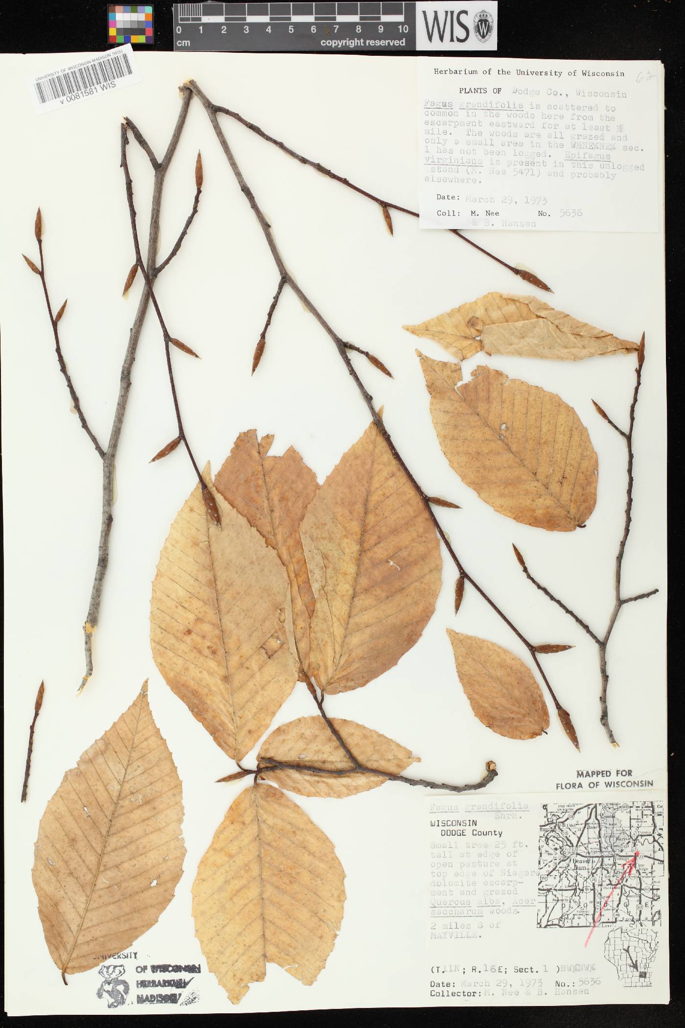 Fagus grandifolia image