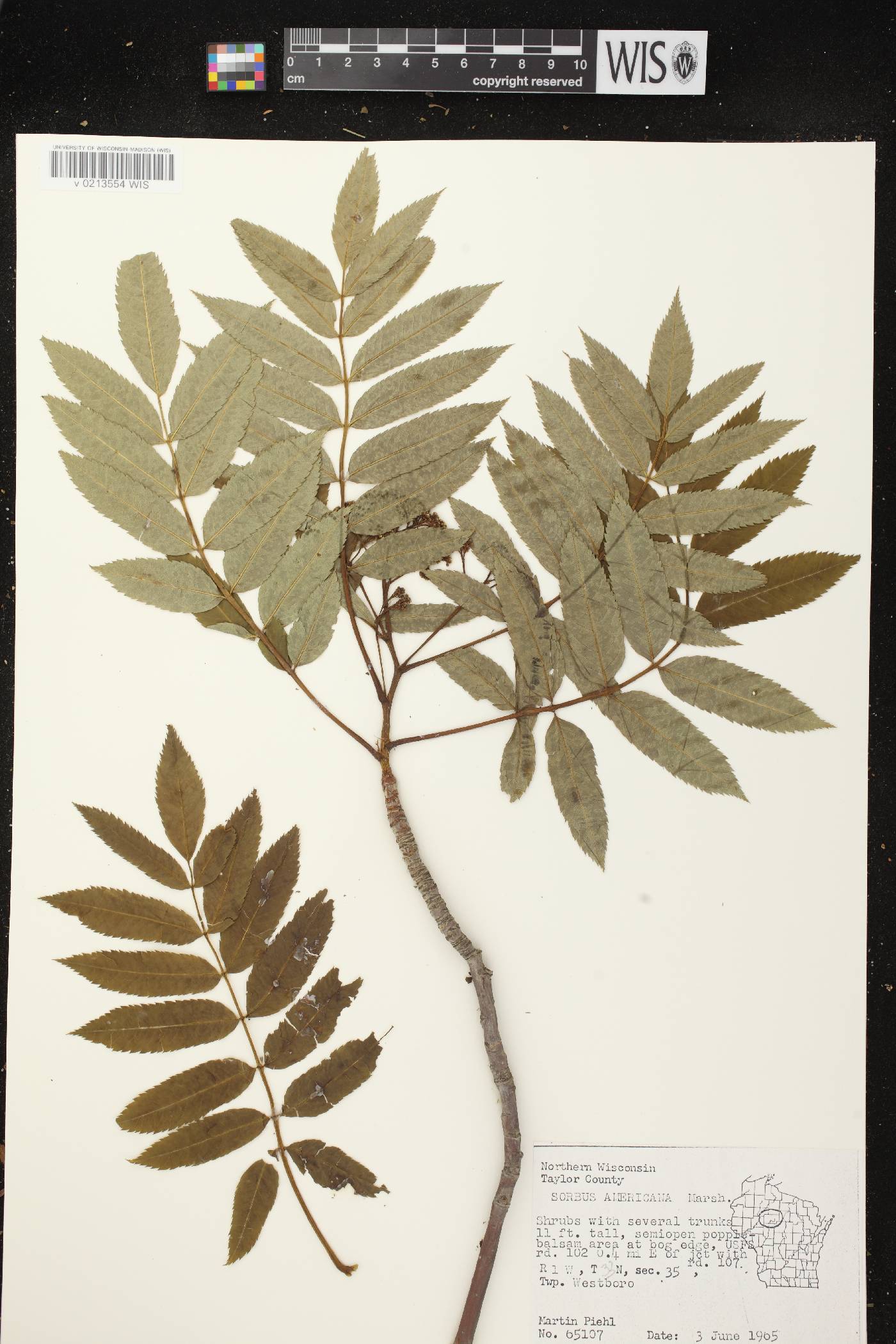 Sorbus americana image