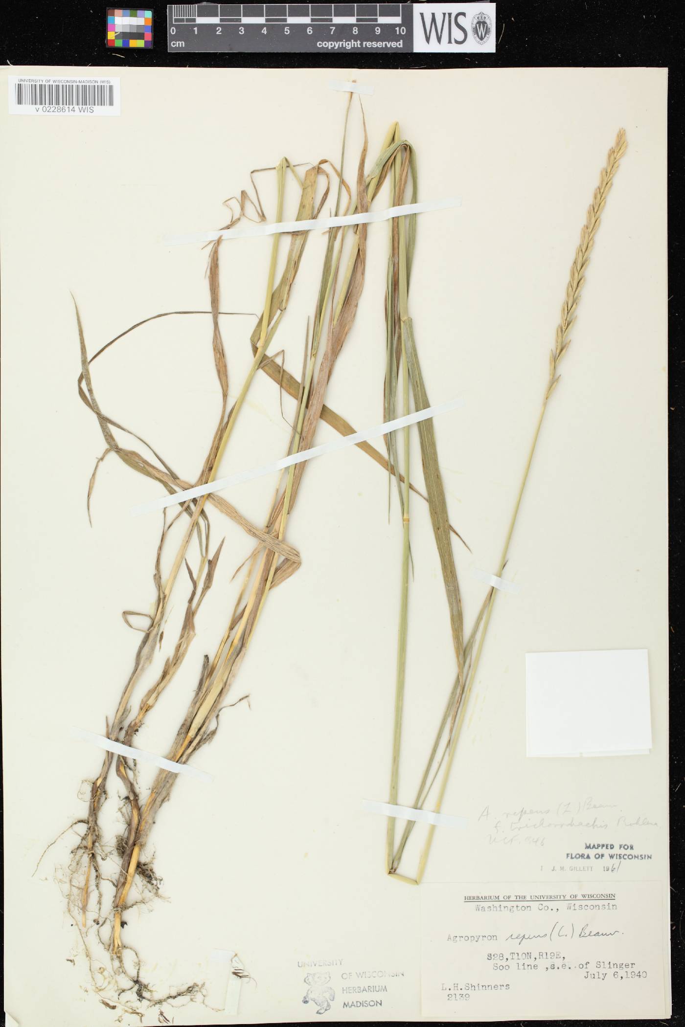 Elymus repens image