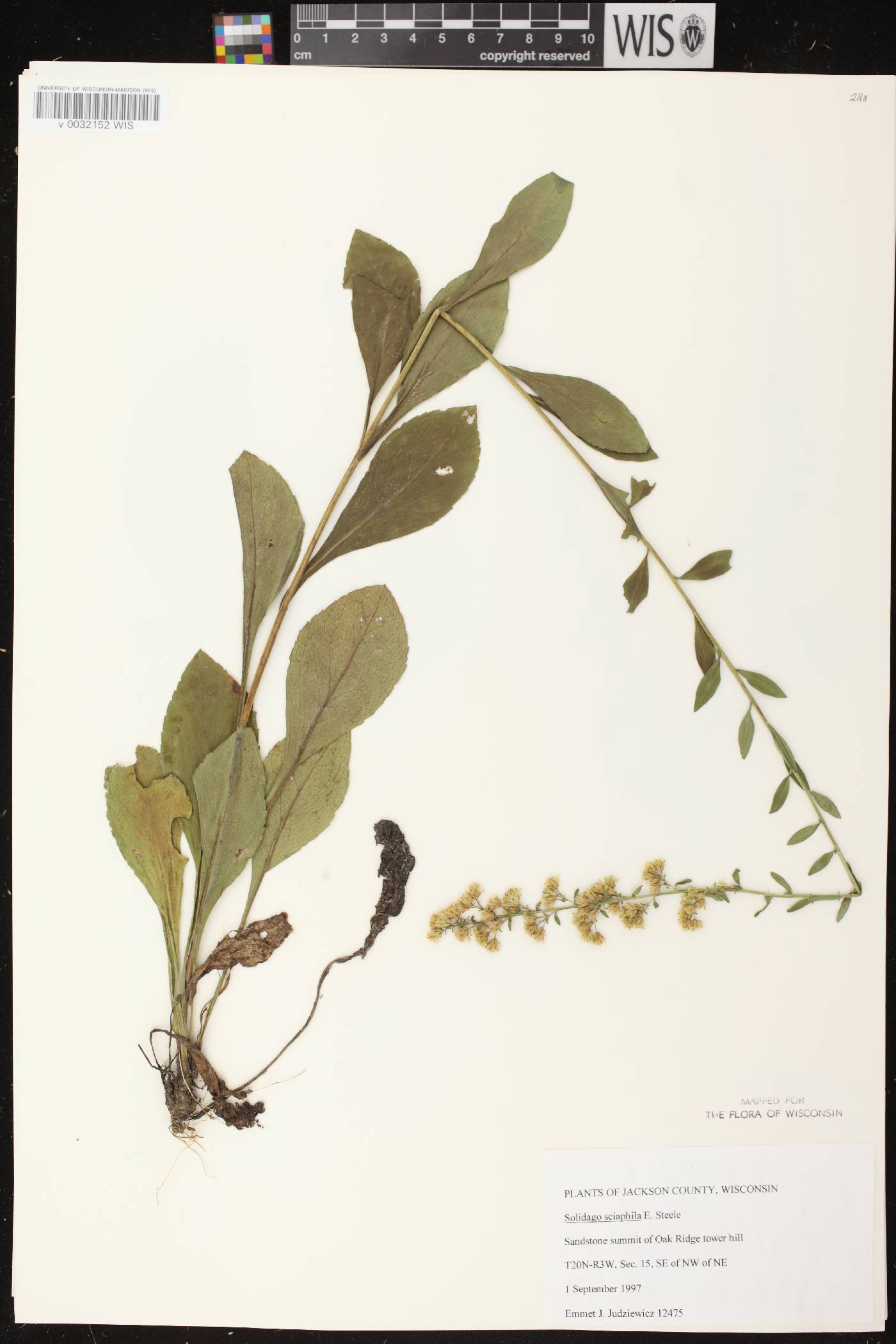 Solidago sciaphila image