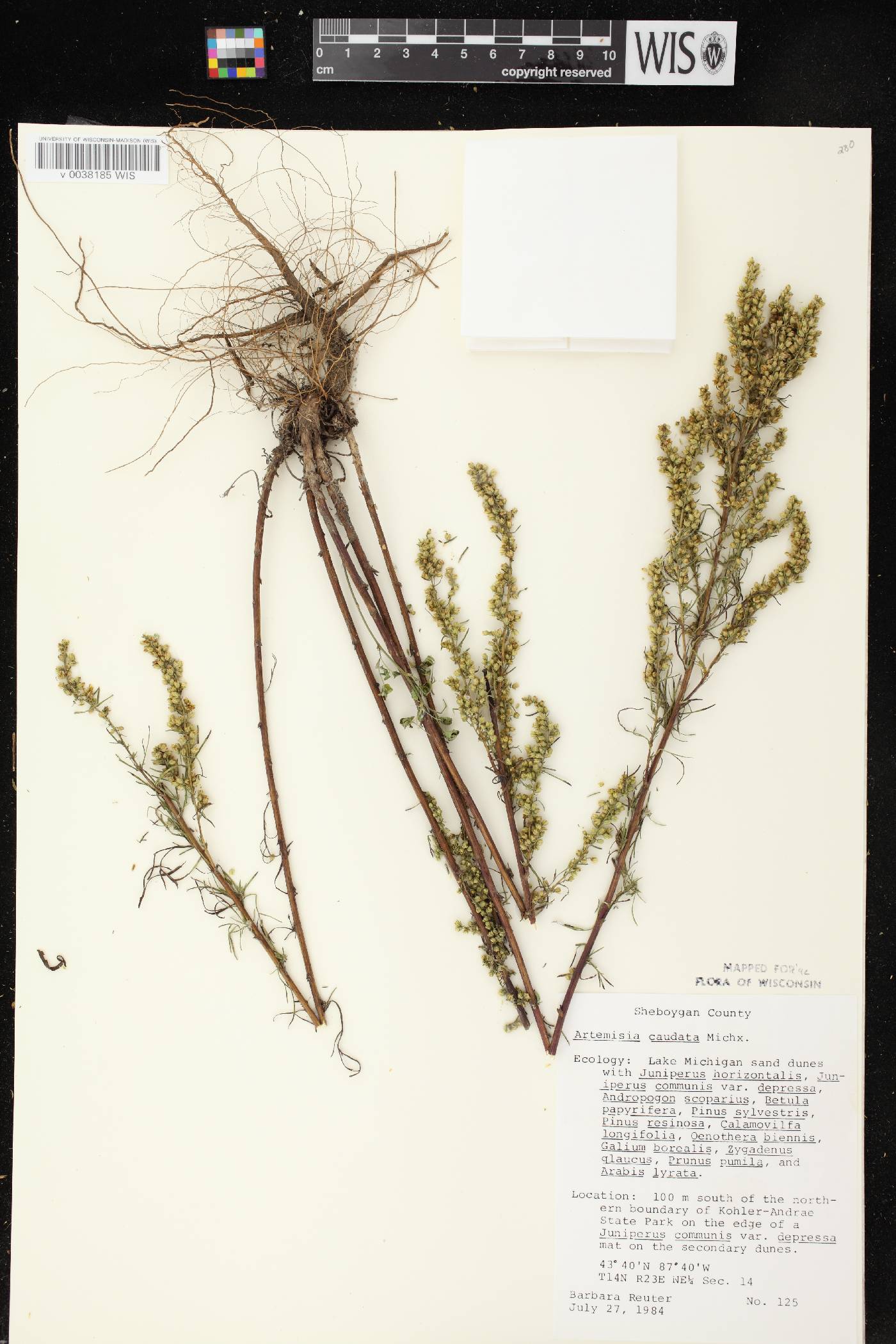 Artemisia campestris image