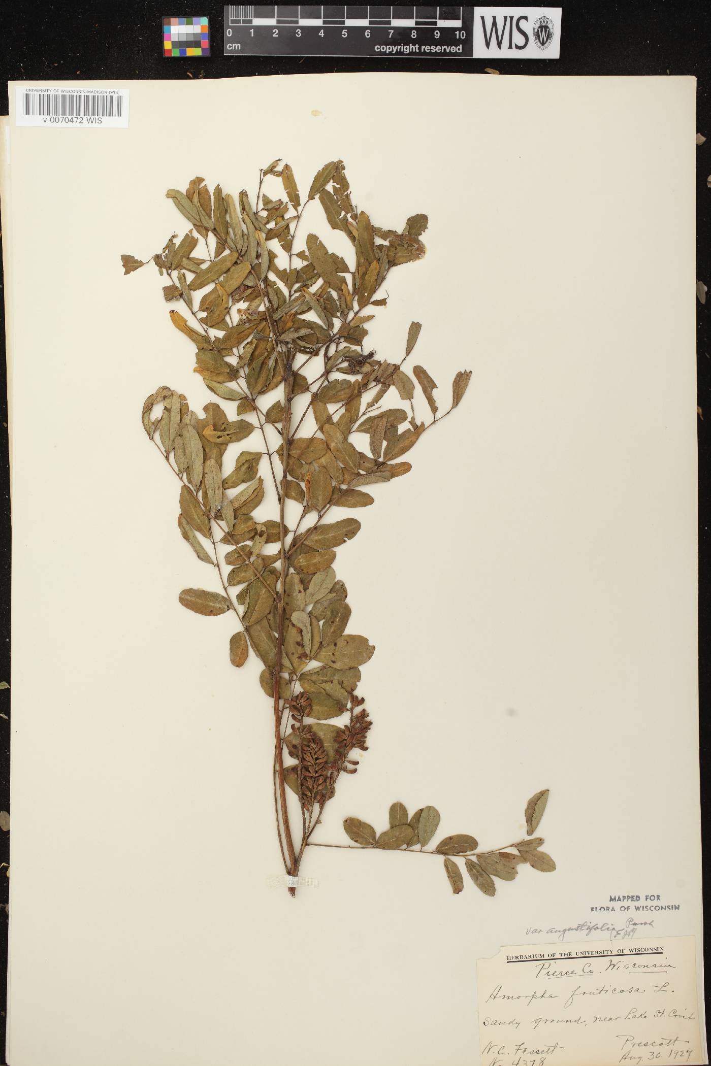 Amorpha fruticosa image