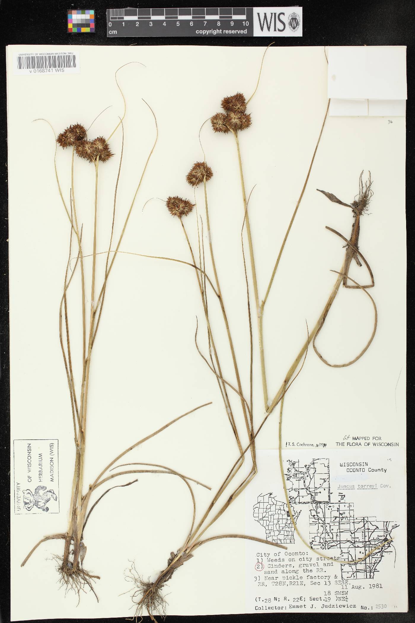 Juncus torreyi image