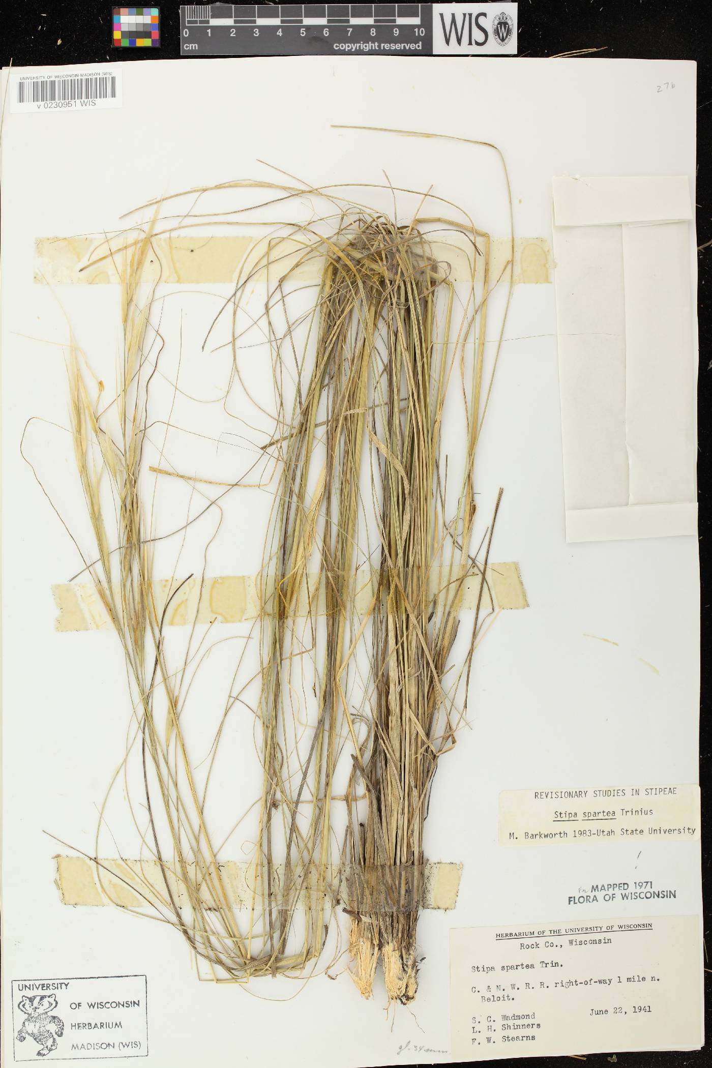 Hesperostipa spartea image