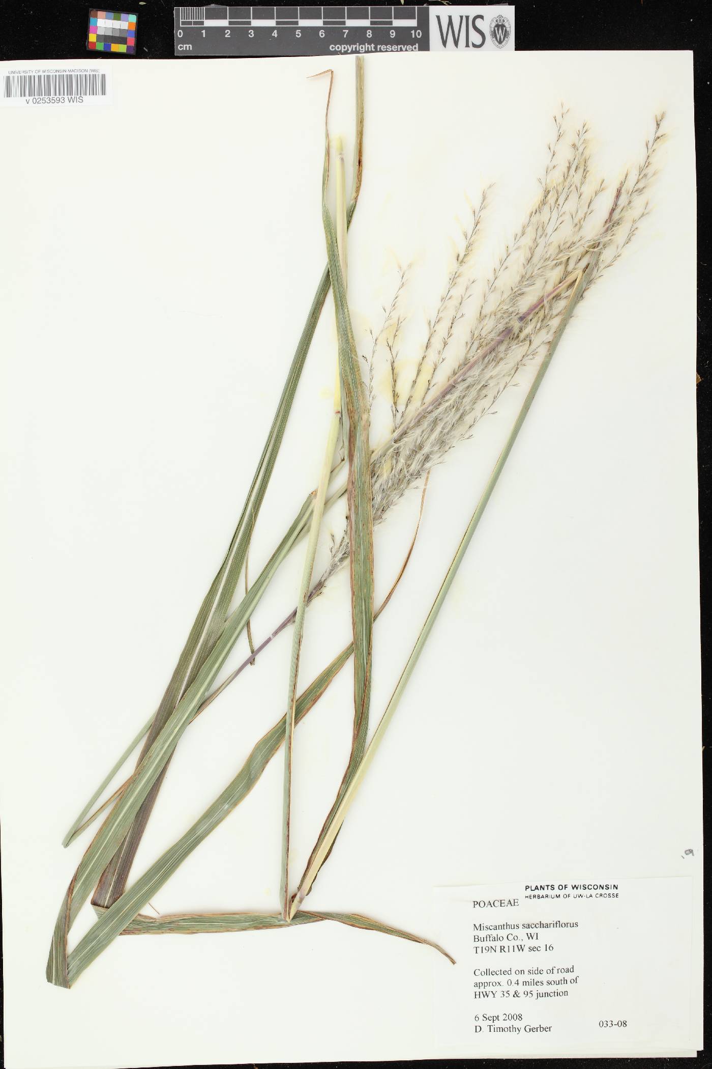 Miscanthus sacchariflorus image