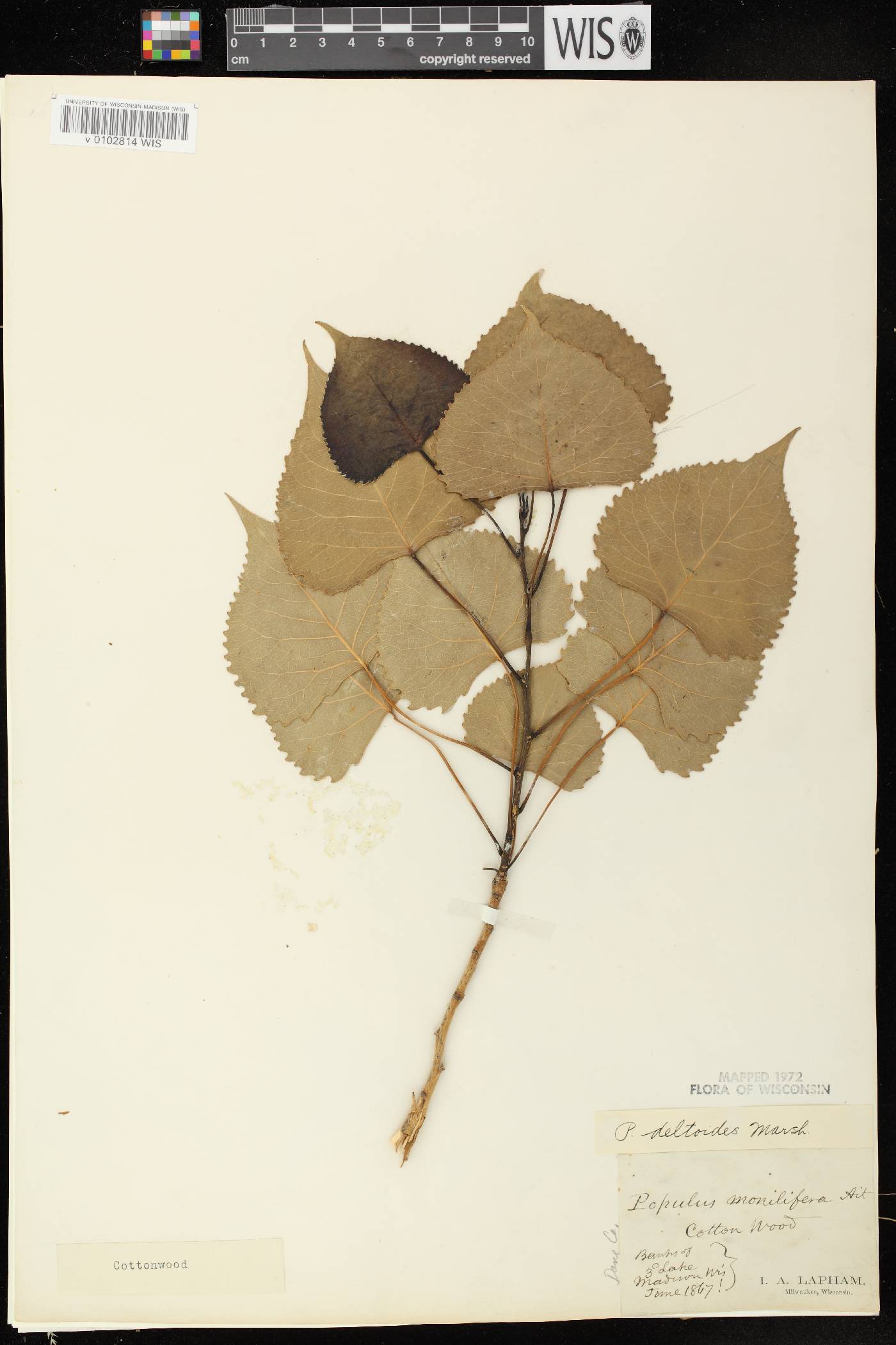 Populus deltoides subsp. monilifera image