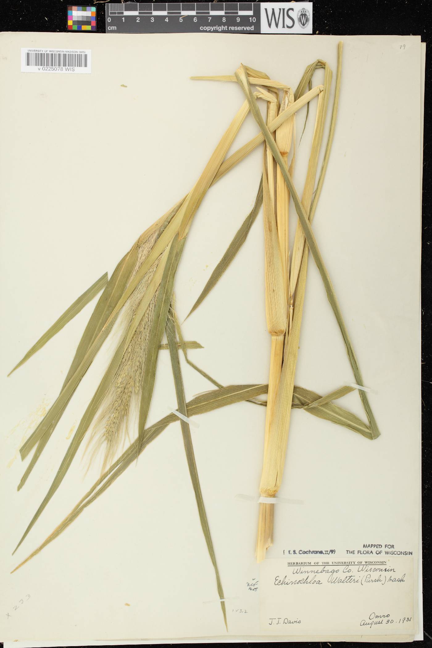 Echinochloa walteri image