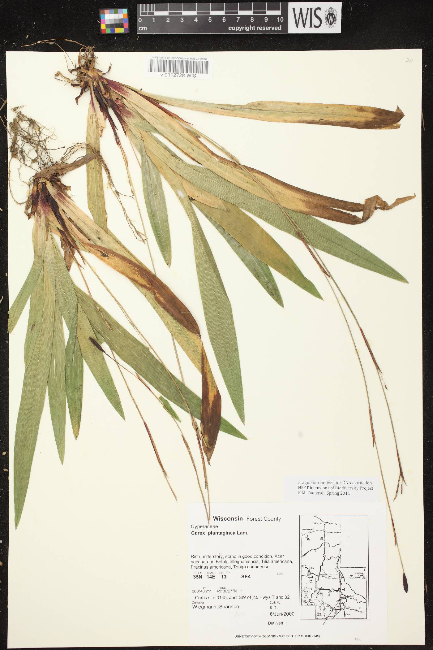 Carex plantaginea image