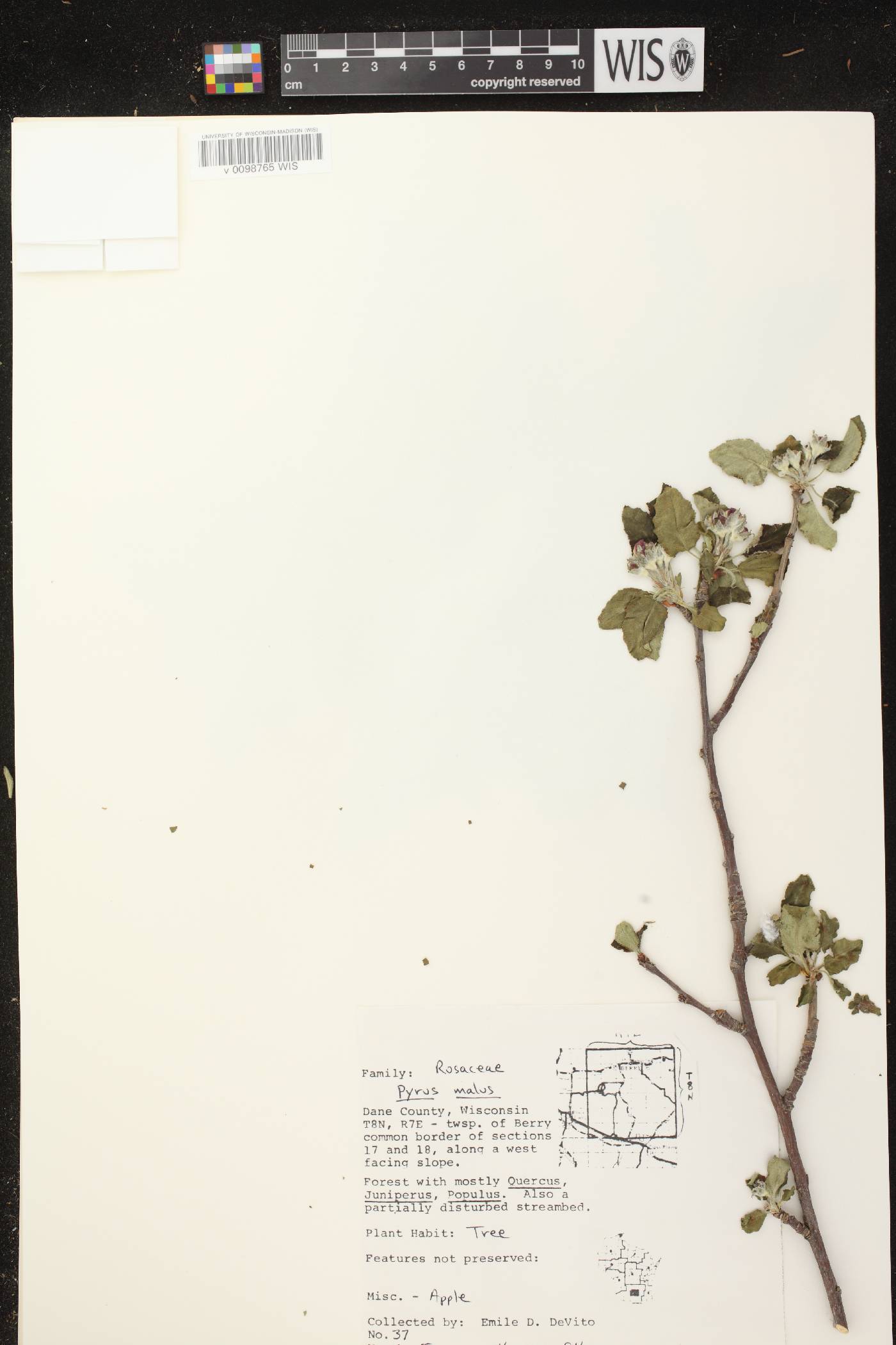 Malus pumila image