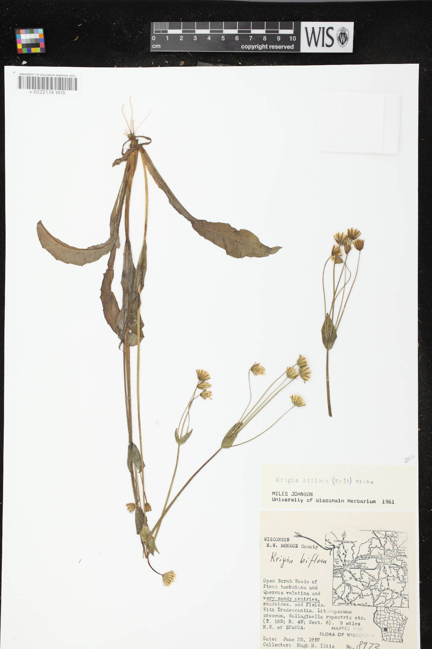 Krigia biflora subsp. biflora image