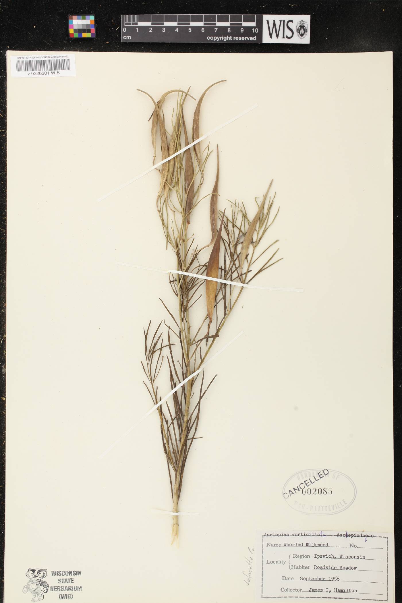Asclepias verticillata image