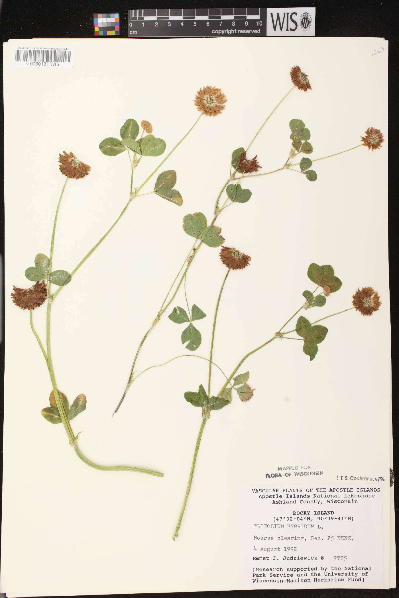 Trifolium hybridum image