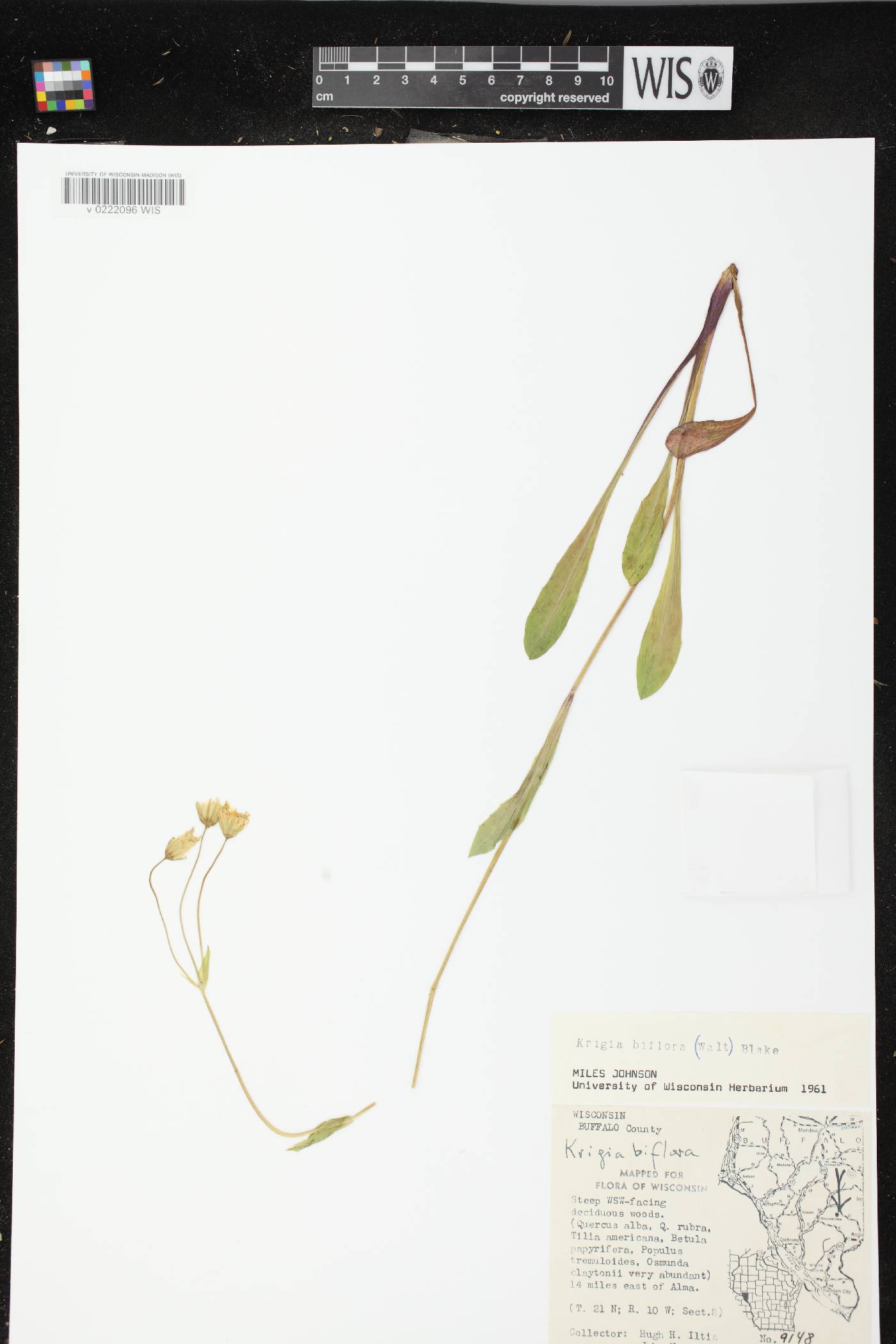 Krigia biflora subsp. biflora image
