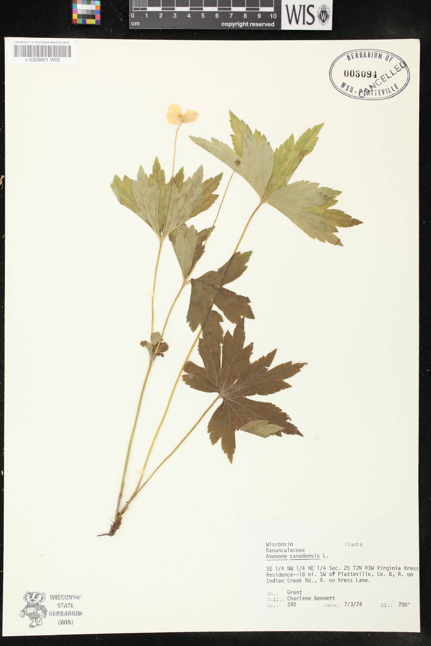 Anemone canadensis image