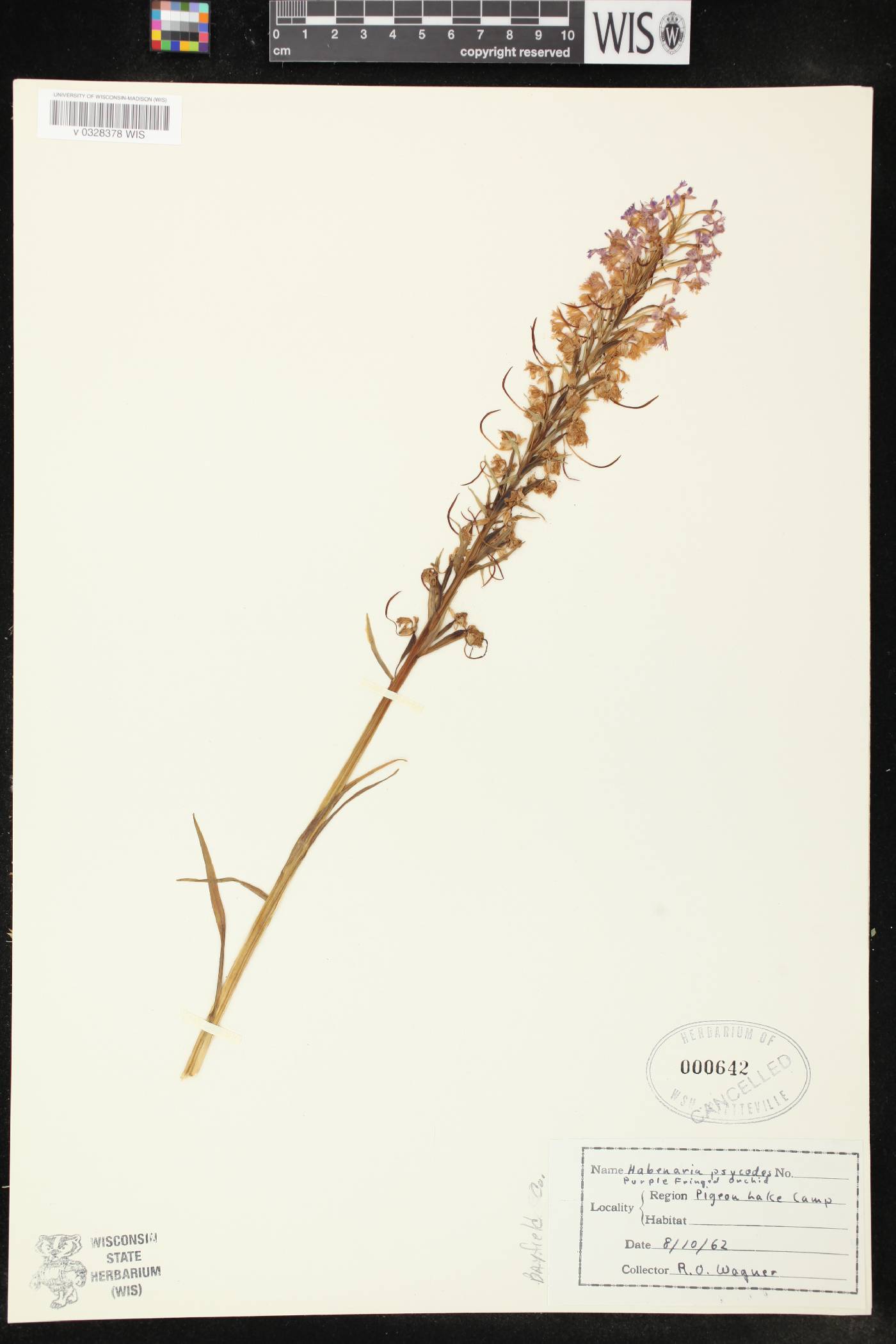 Platanthera psycodes image