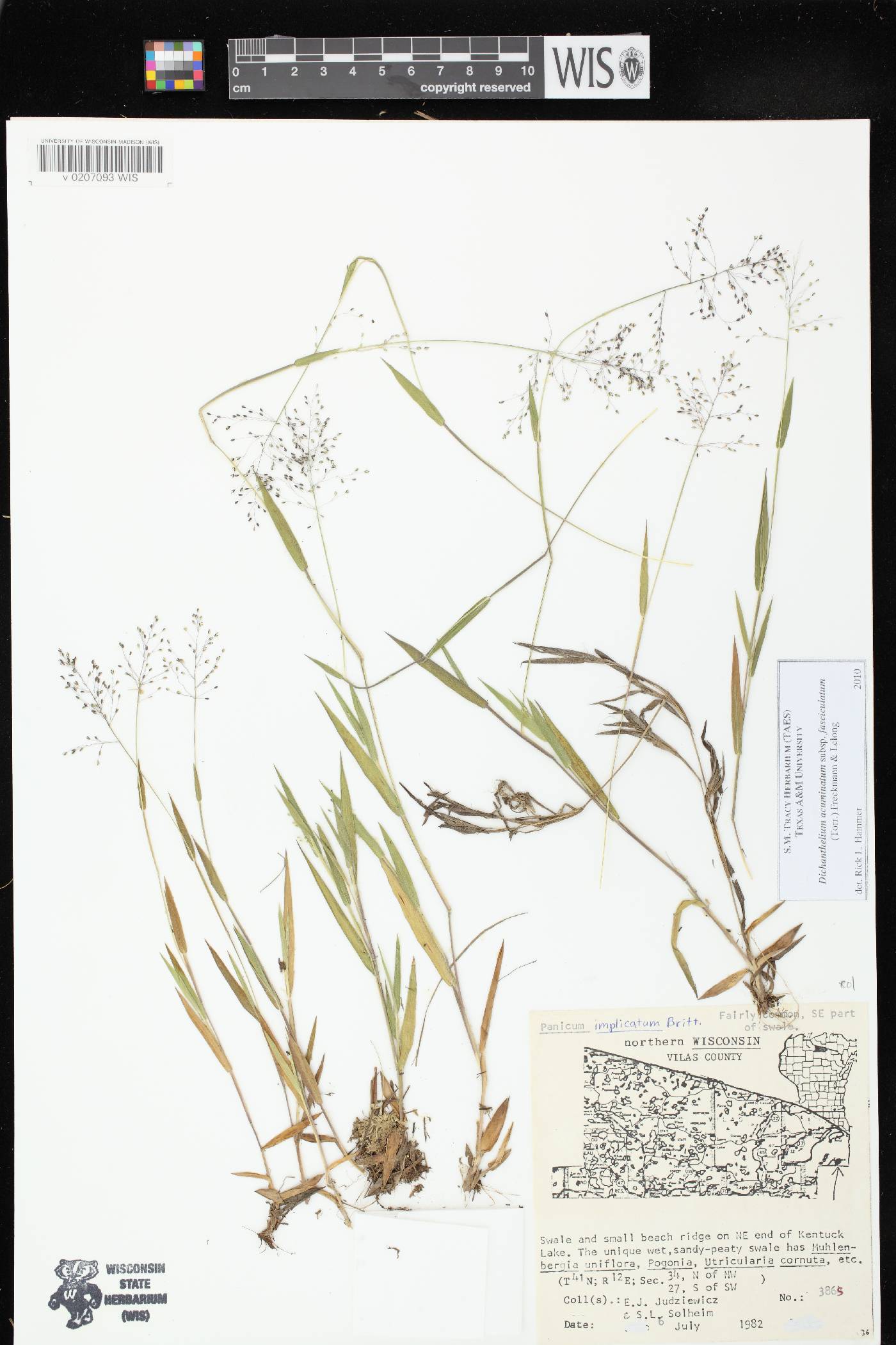 Dichanthelium meridionale image