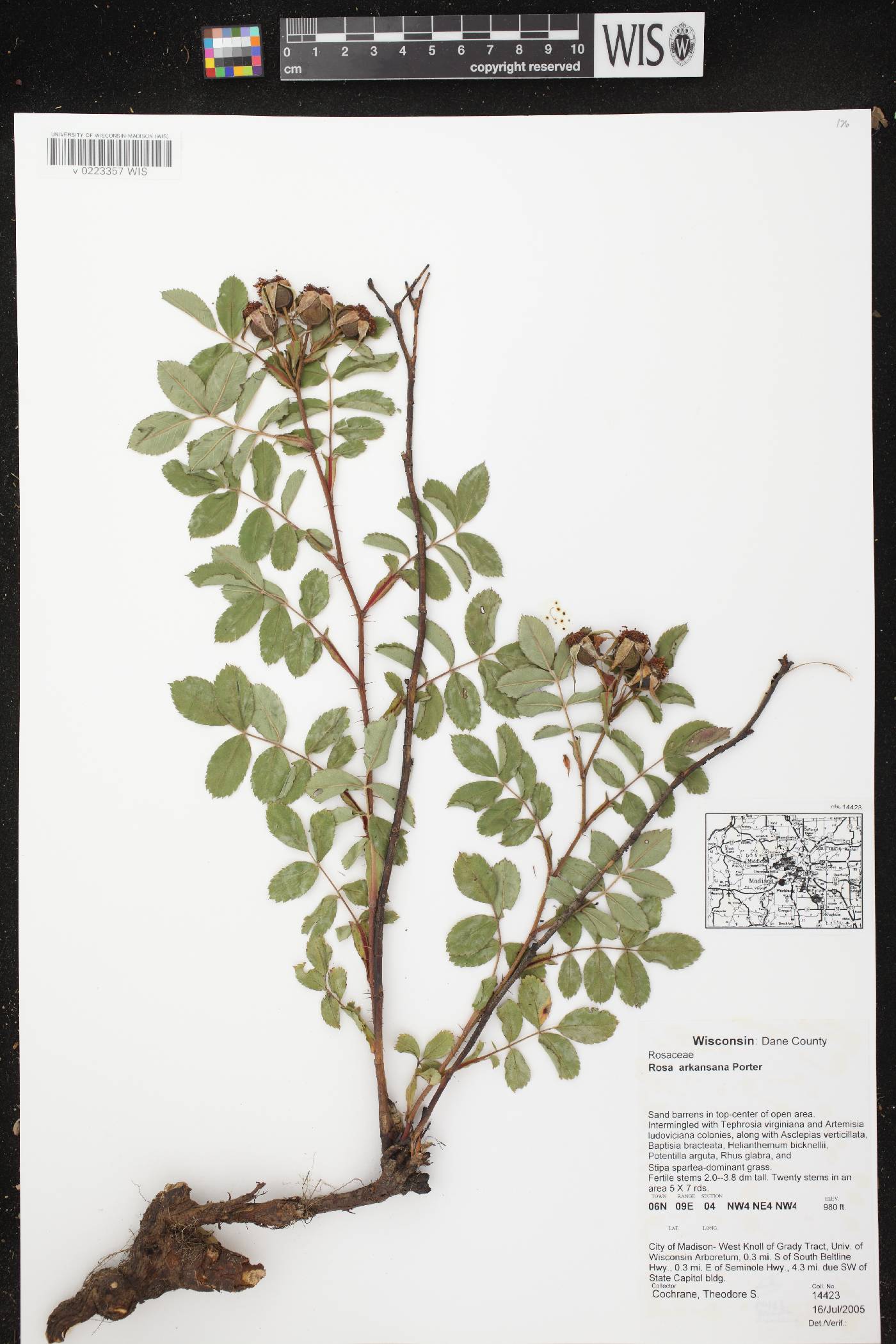 Rosa arkansana image