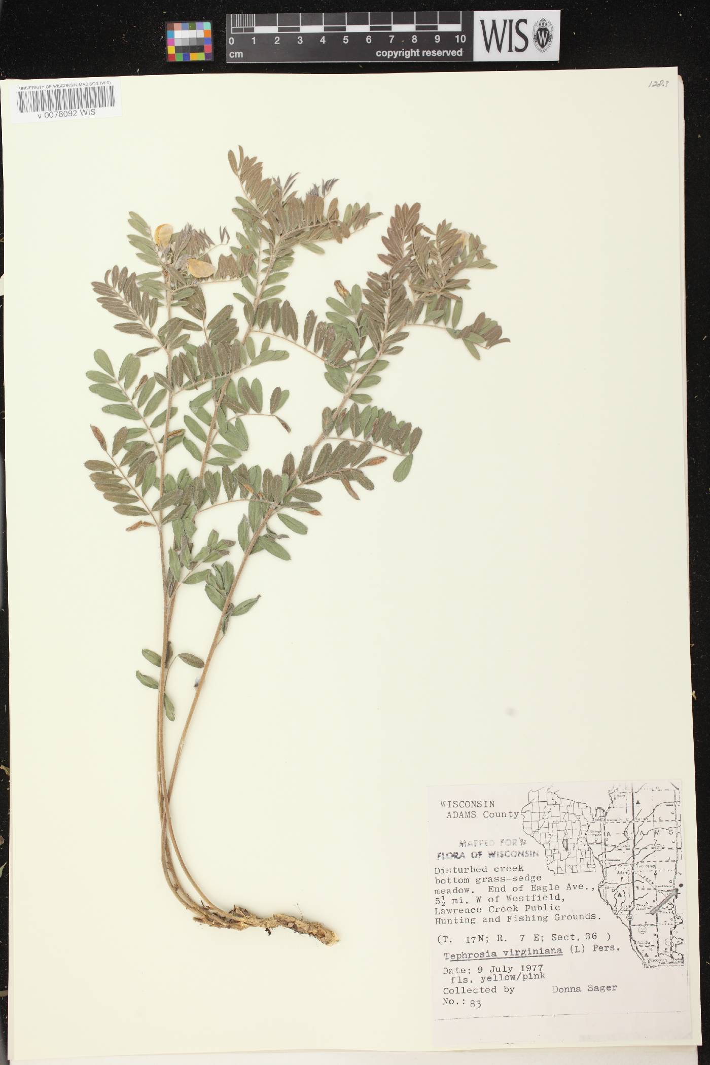 Tephrosia virginiana image