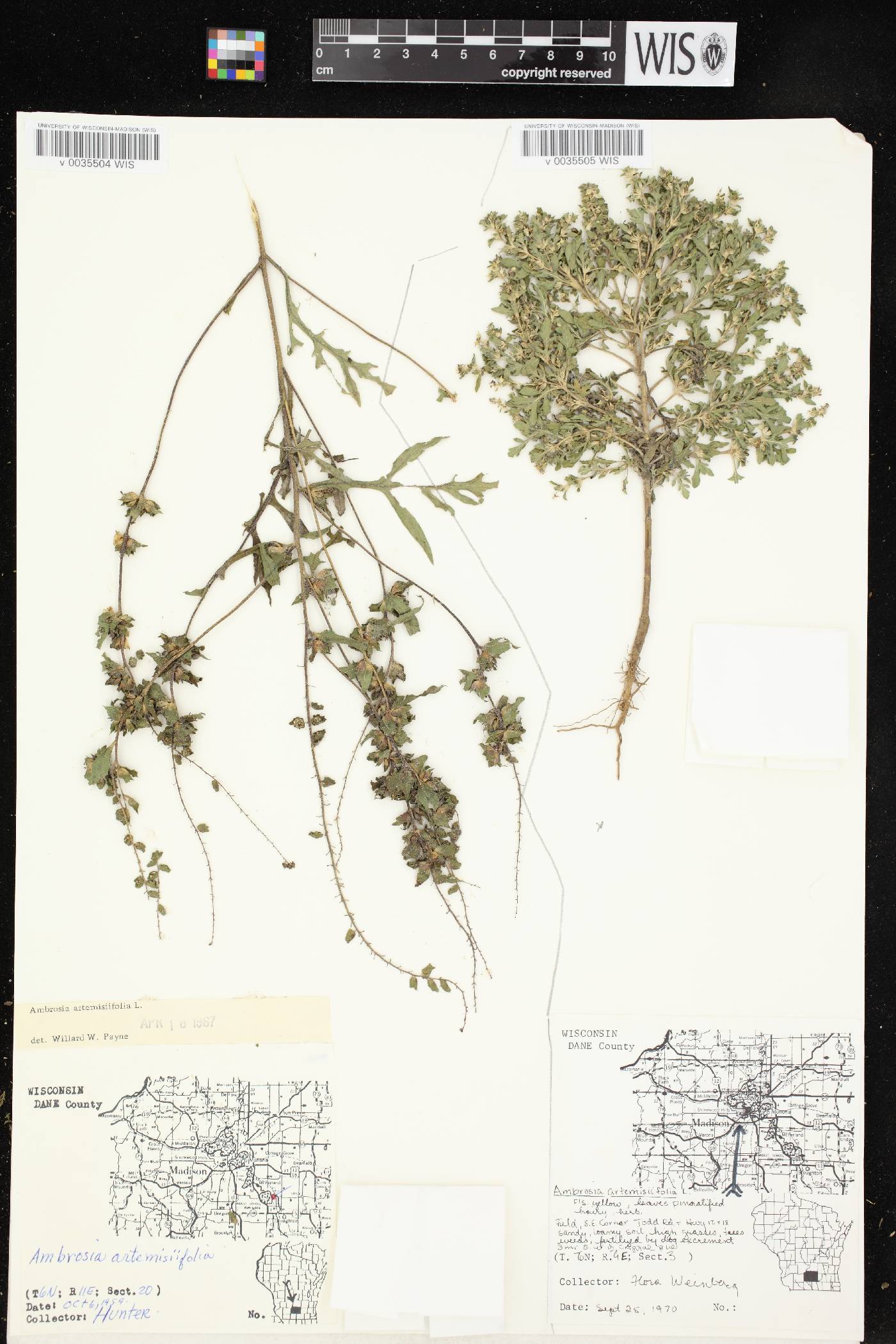 Ambrosia artemisiifolia image