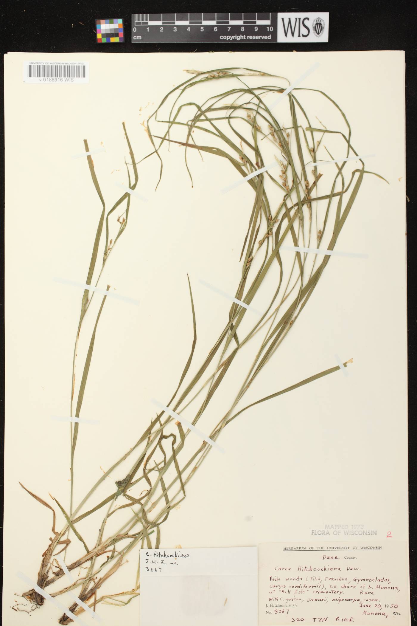 Carex hitchcockiana image