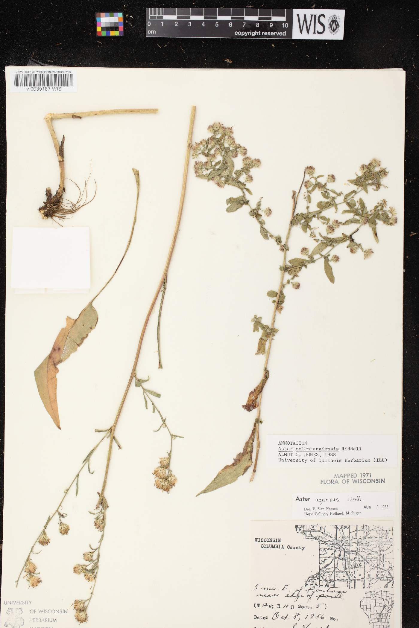 Symphyotrichum oolentangiense image