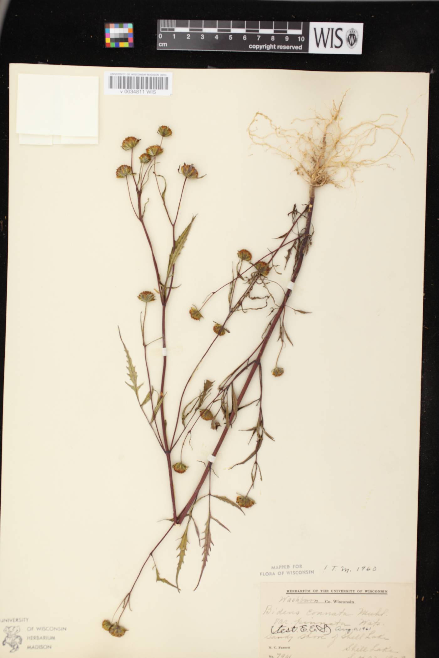Bidens connata image