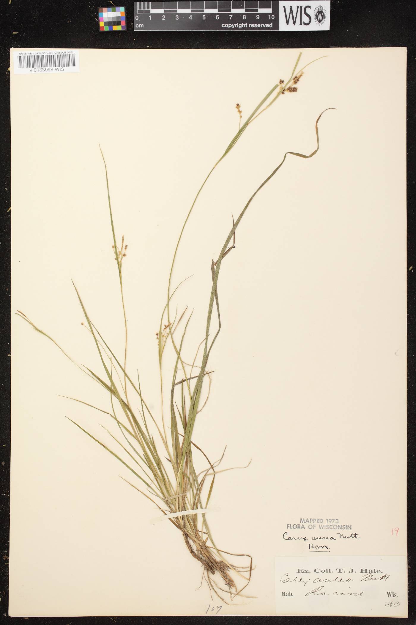 Carex aurea image