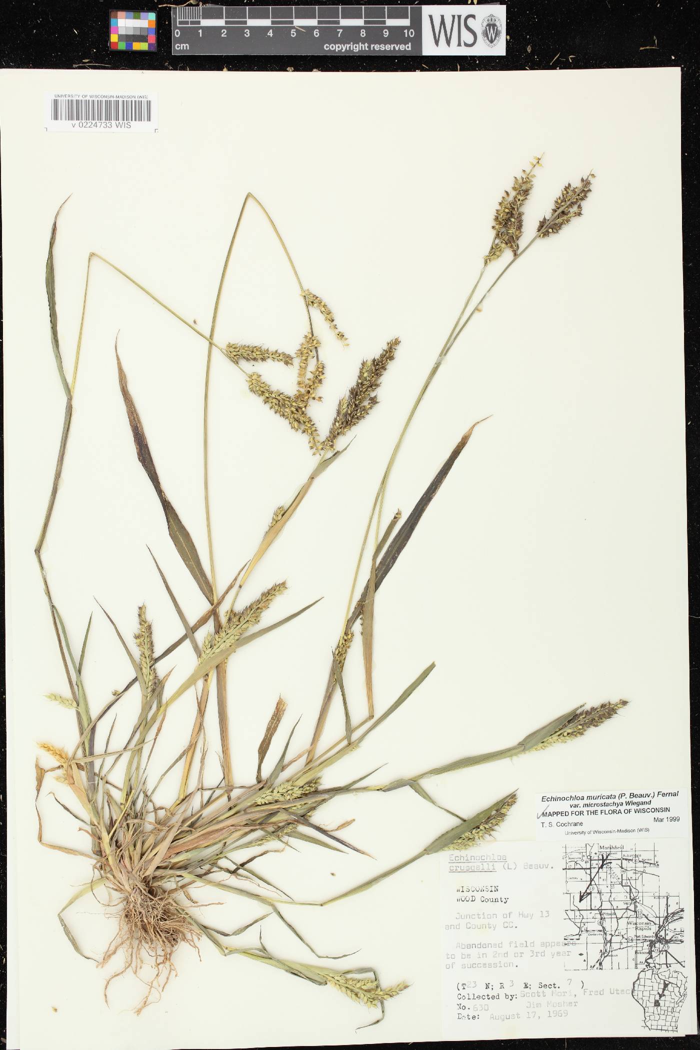 Echinochloa muricata var. microstachya image