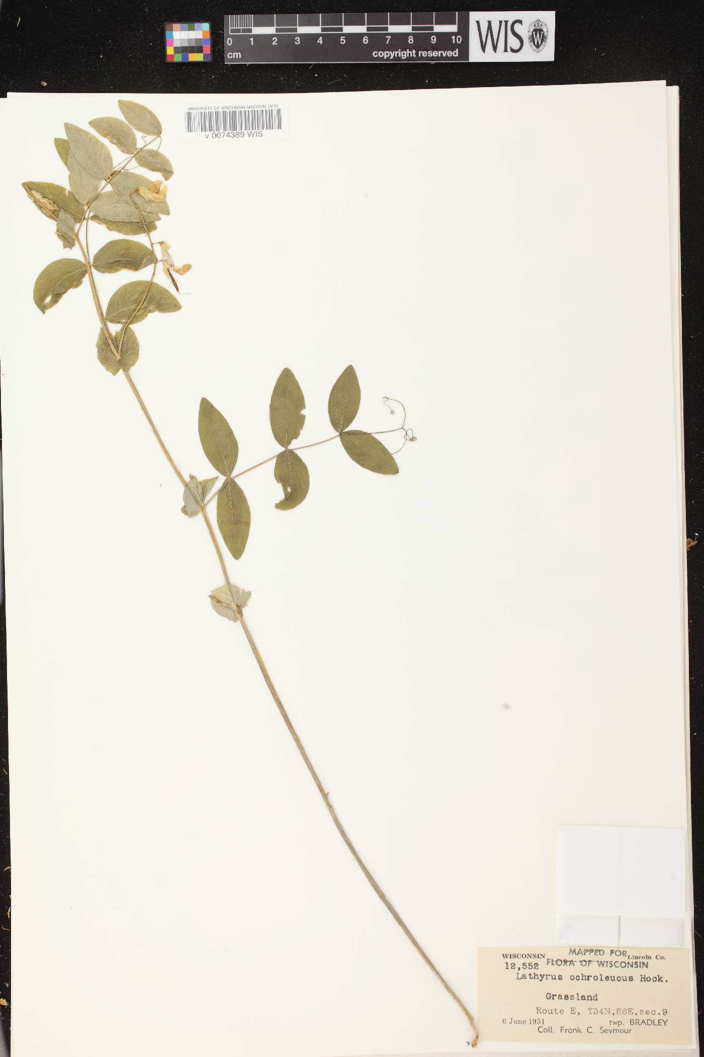 Lathyrus ochroleucus image