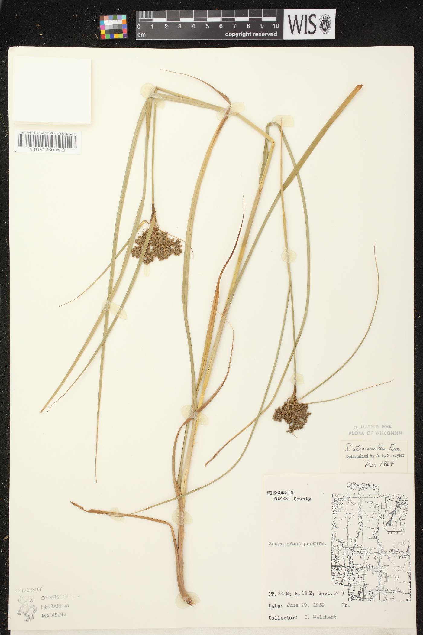 Scirpus atrocinctus image