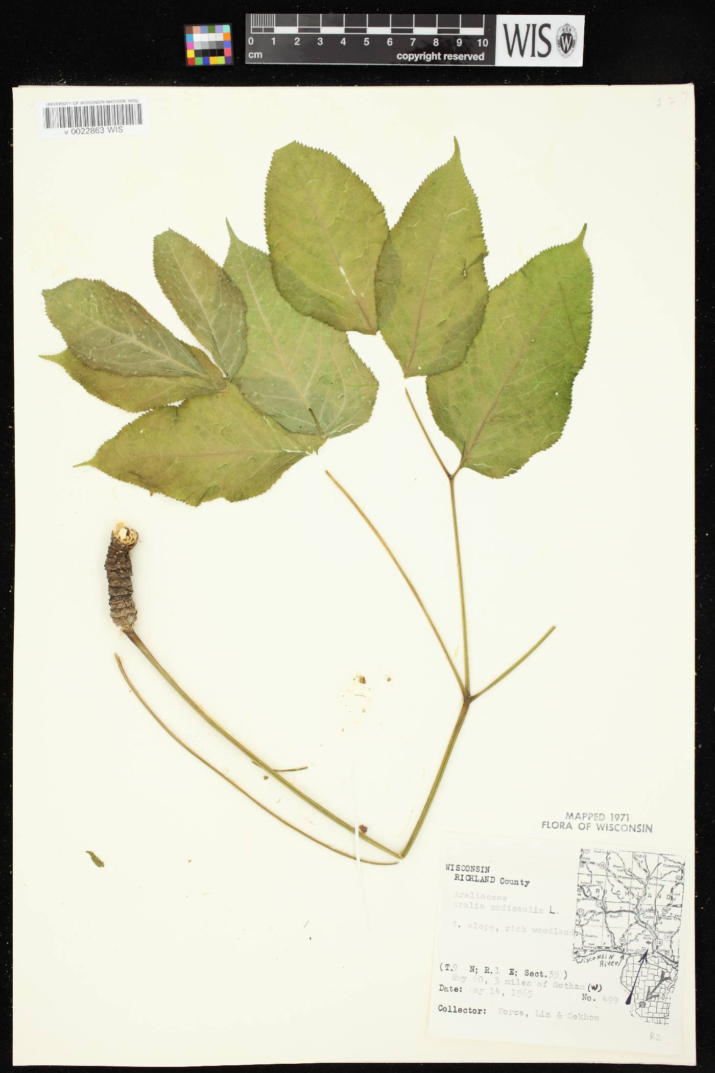 Aralia nudicaulis image