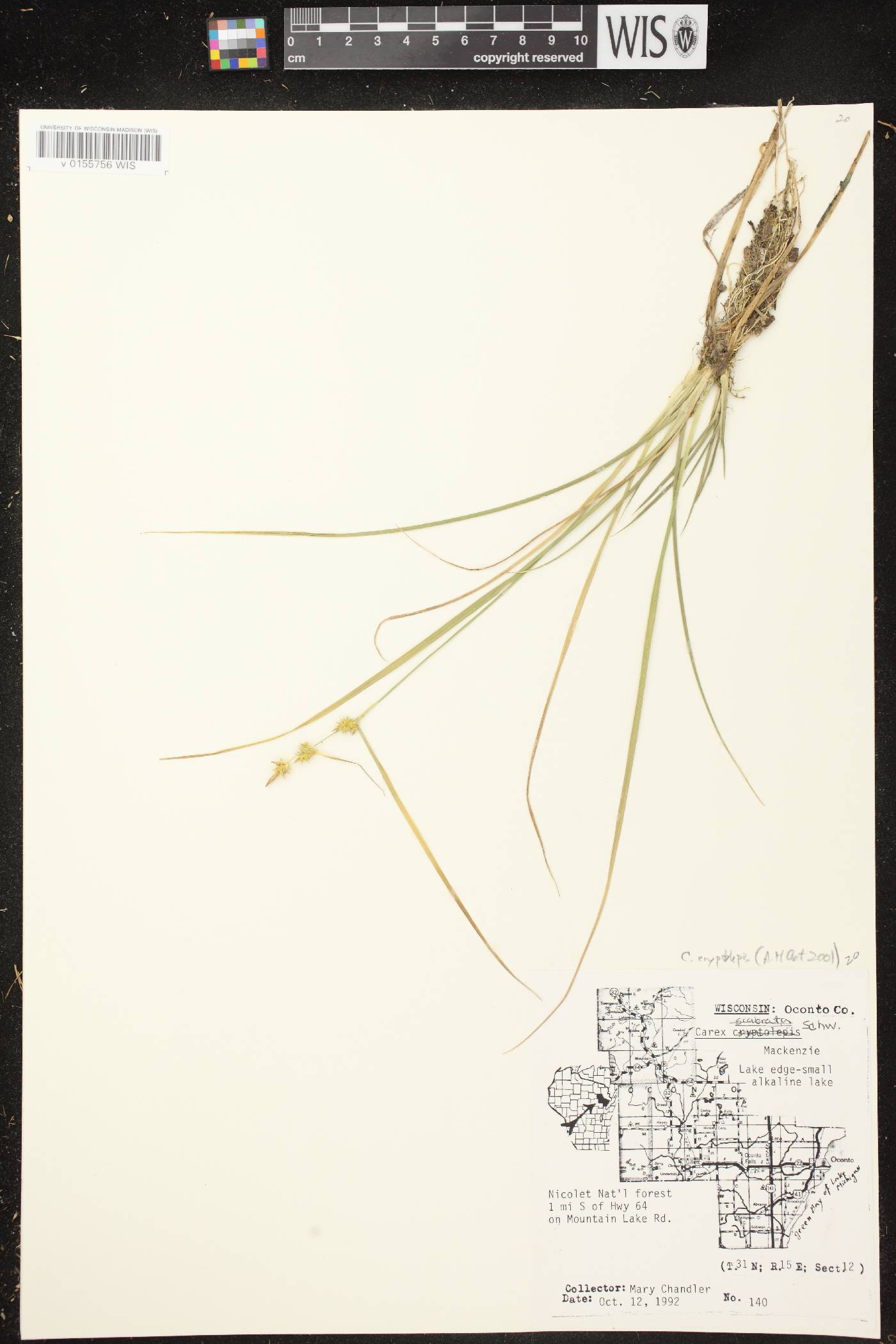 Carex cryptolepis image