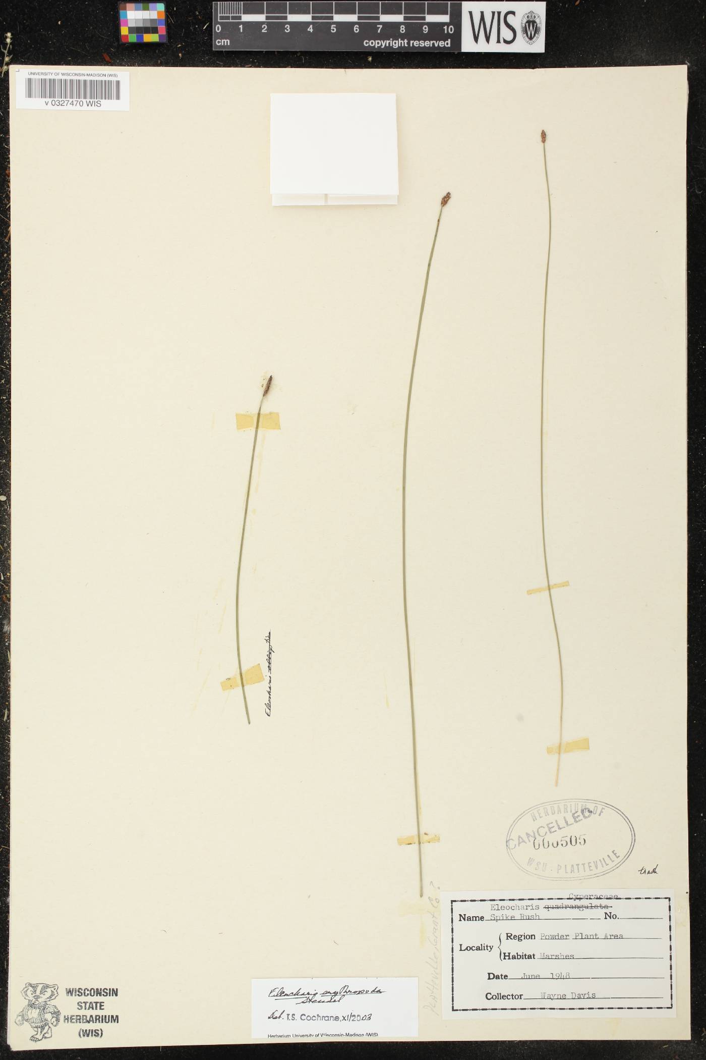 Eleocharis erythropoda image