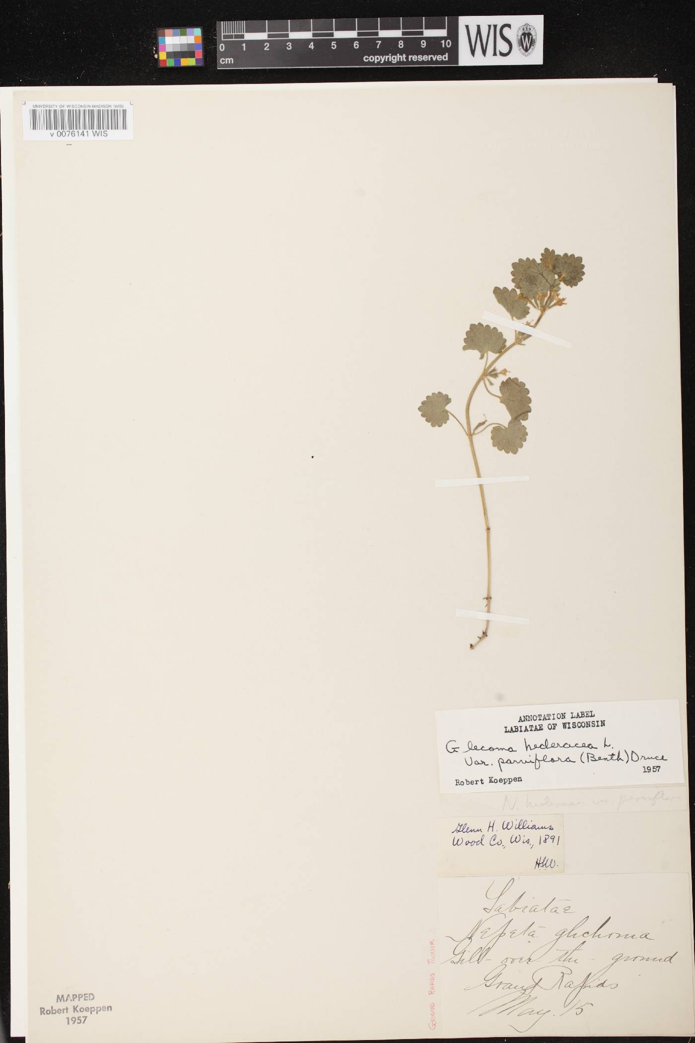 Glechoma hederacea image