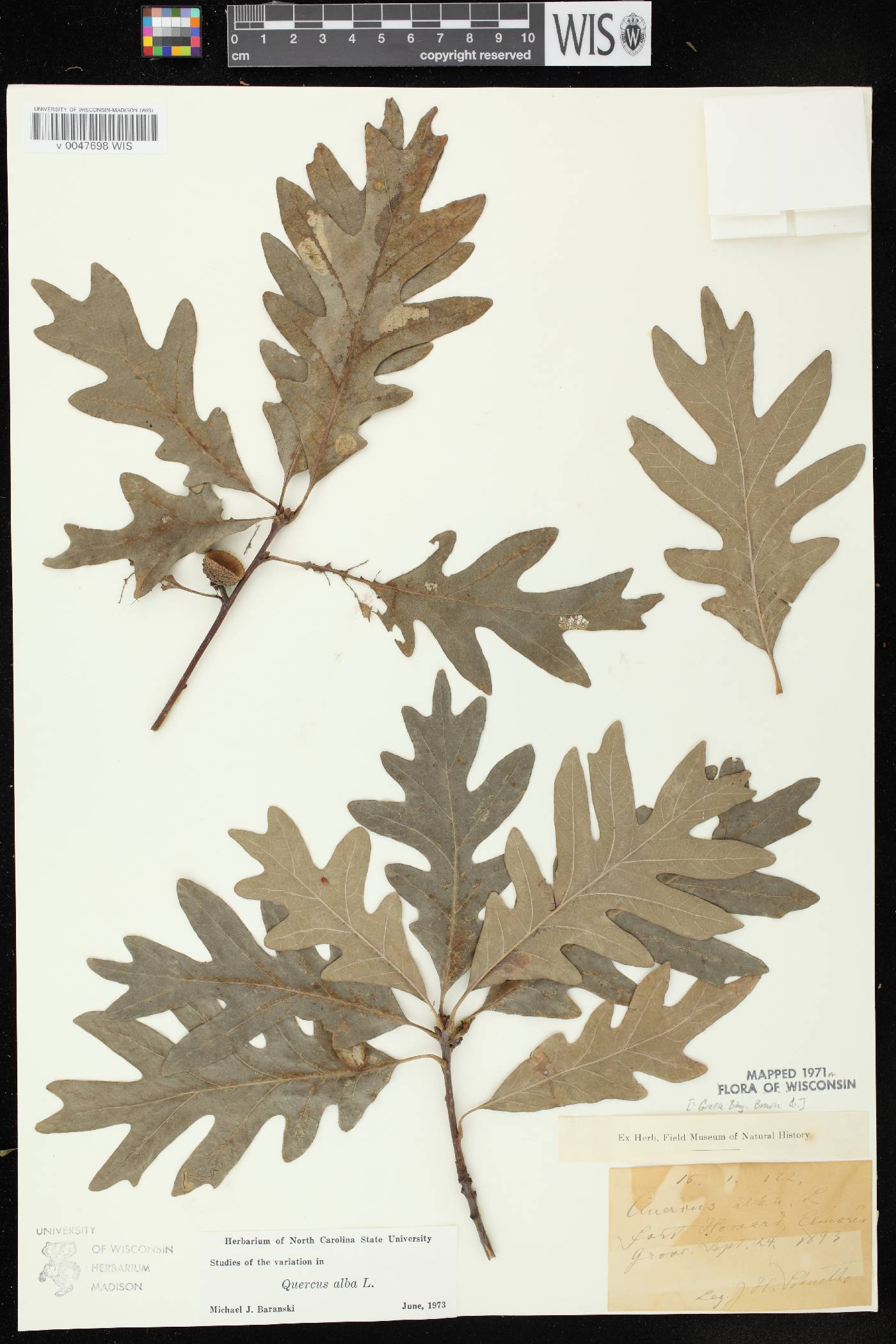 Quercus alba image