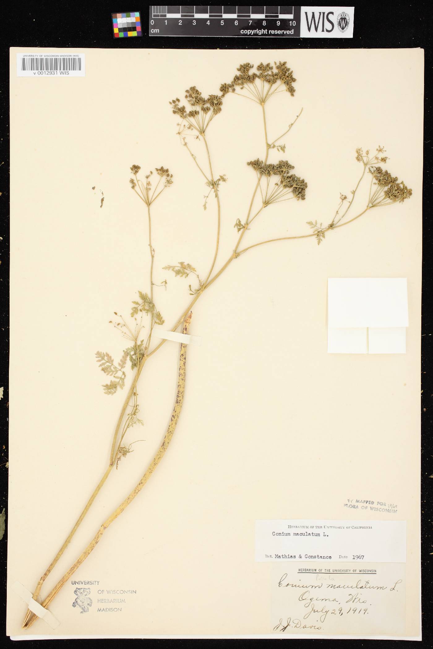 Conium maculatum image