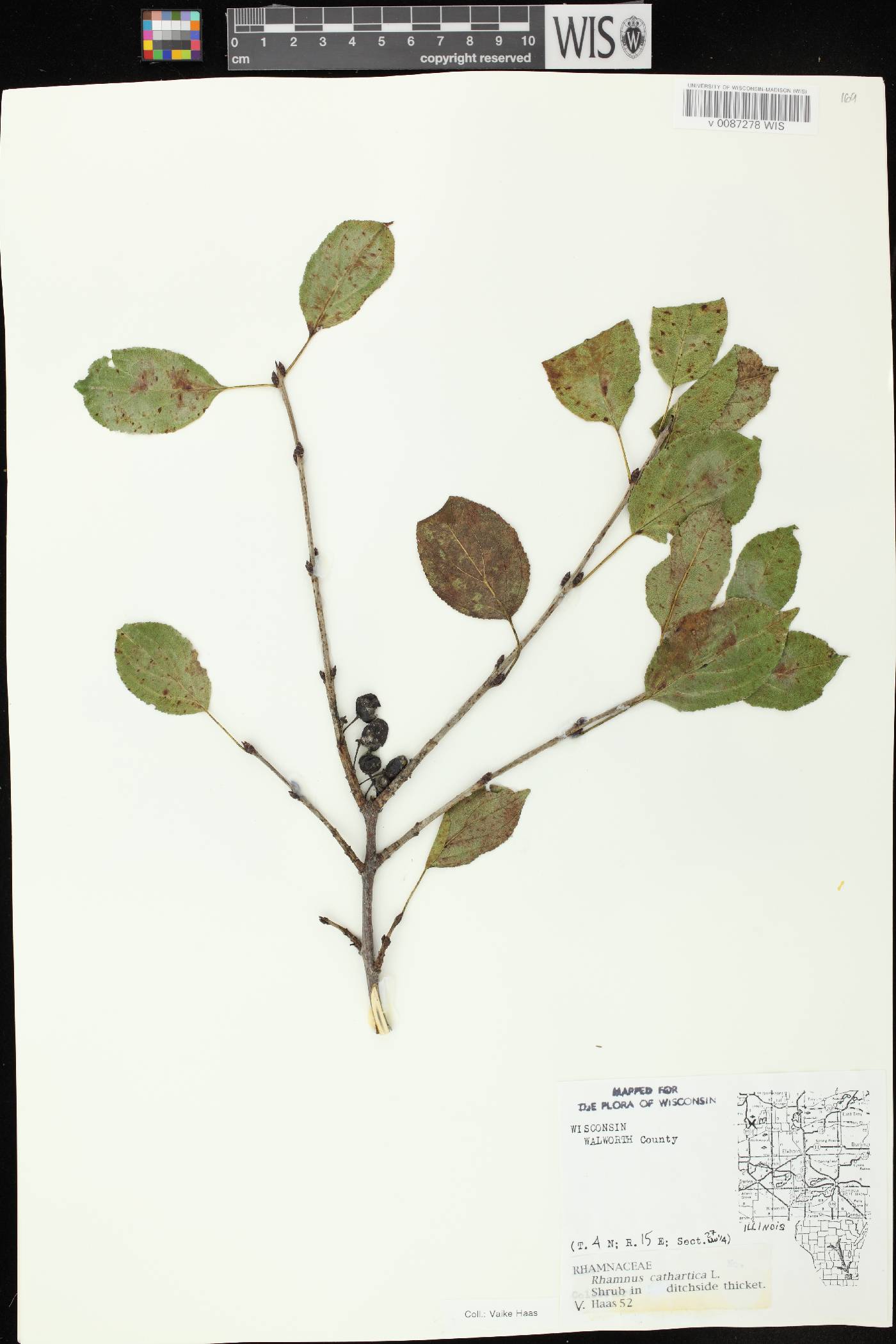 Rhamnus cathartica image