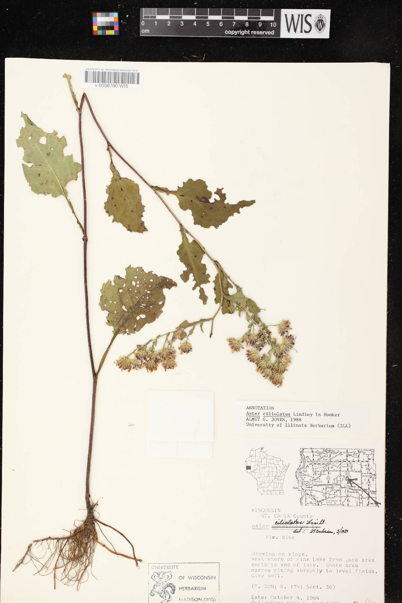 Symphyotrichum ciliolatum image