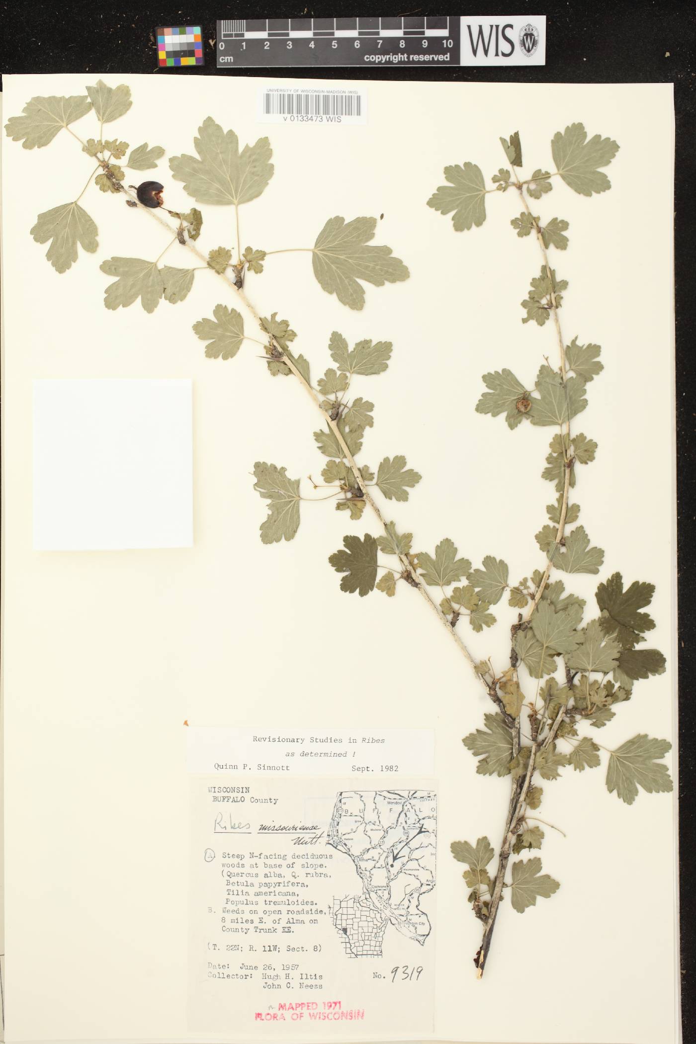 Ribes missouriense image