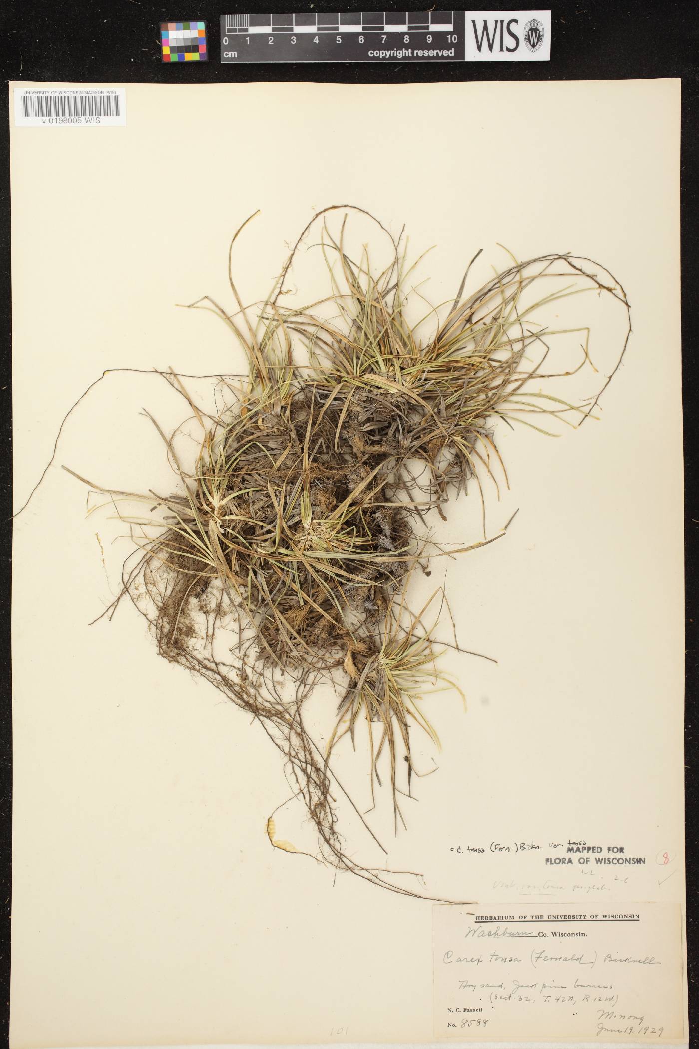 Carex tonsa var. tonsa image