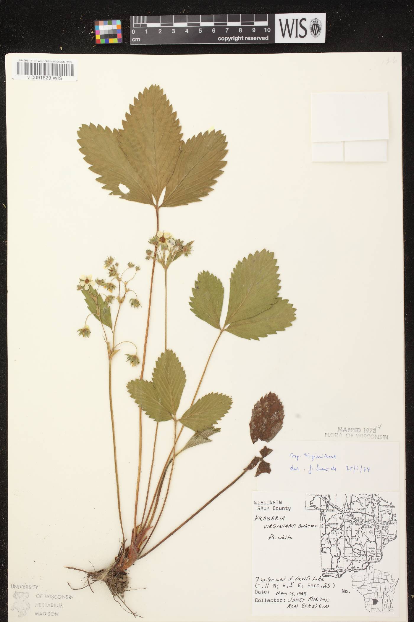 Fragaria virginiana image