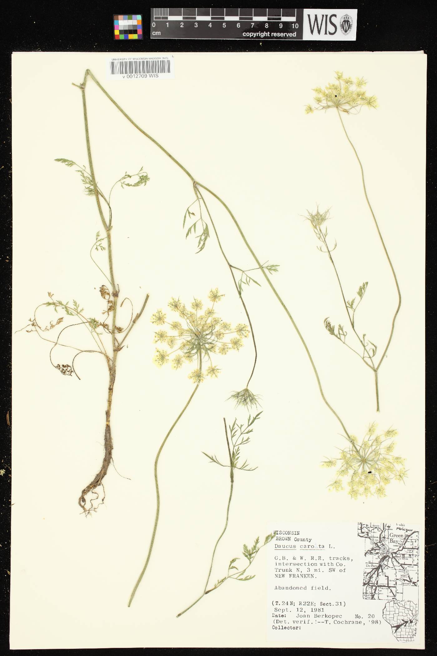 Daucus carota image